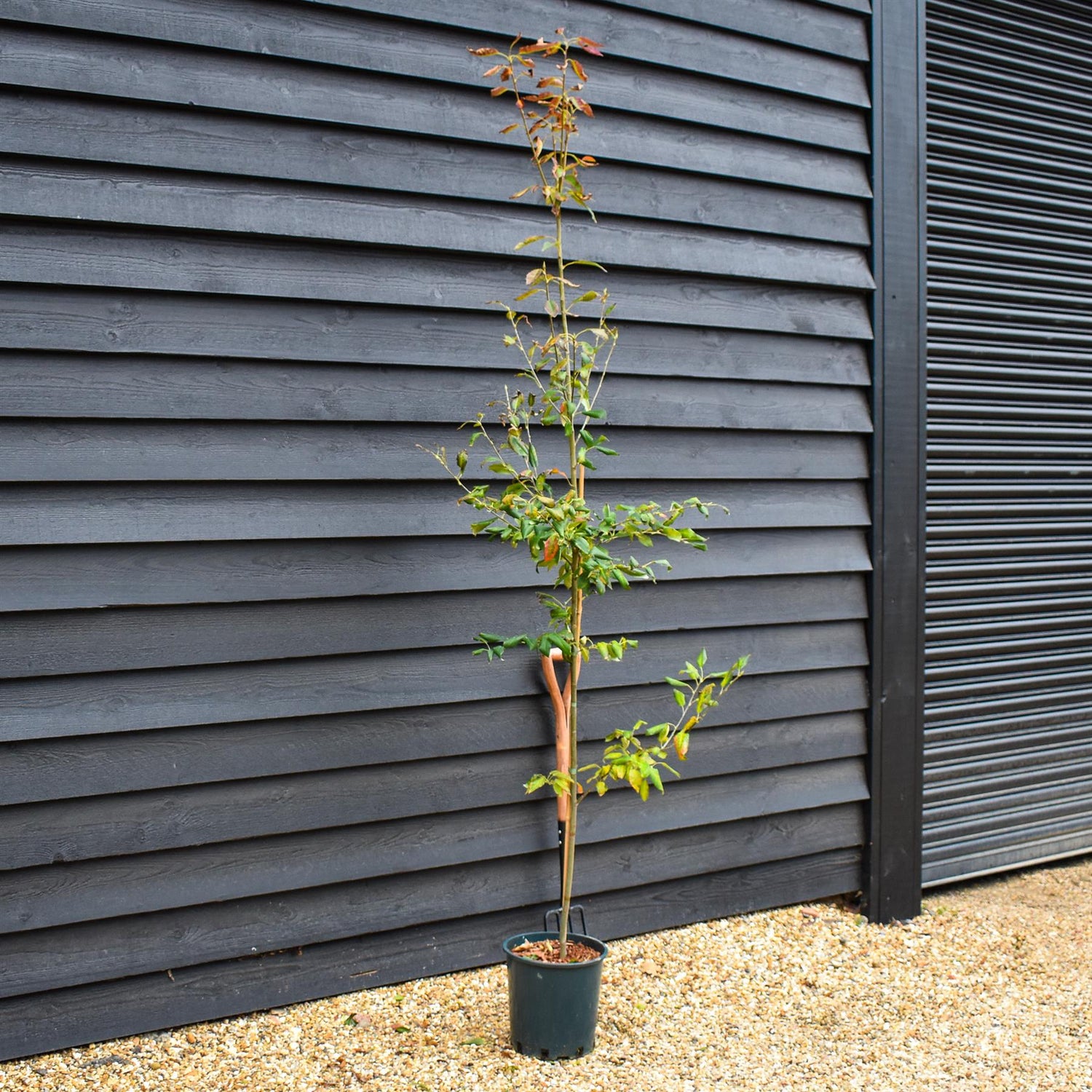 Amelanchier Ballerina - Height 220-260cm - 12lt