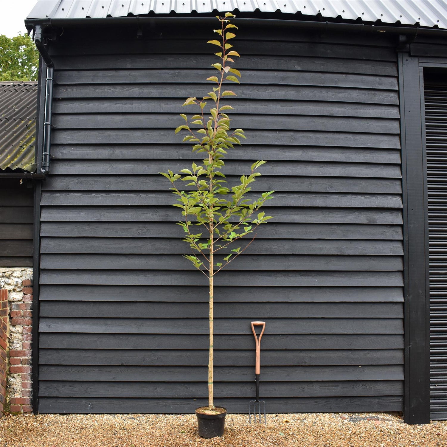 Prunus serrulata 'Beni-Yutaka' - Height 370-390cm - Clear Stem 115cm - Girth 8cm - 10lt