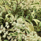 Ligustrum excelsum Superbum | Chinese privet 'Excelsum Superbum' 1/2 Std Clear Stem - 200-250cm, 50lt