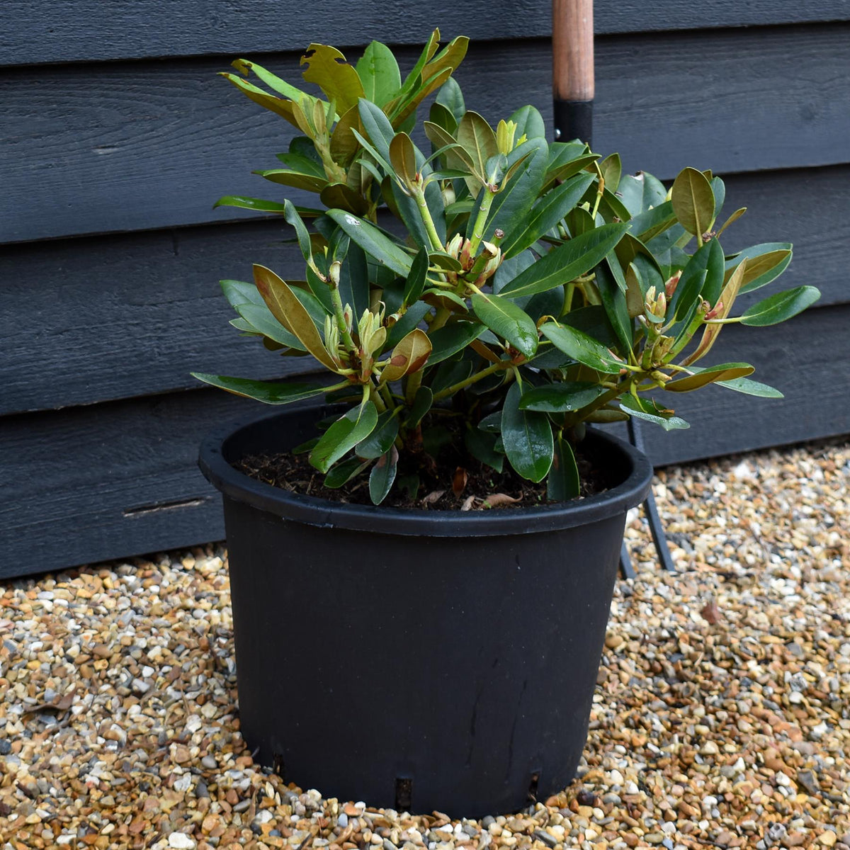 Rhododendron Yakushimanum 'Silberwolke' - Shrub - Height 30-40cm - 20lt