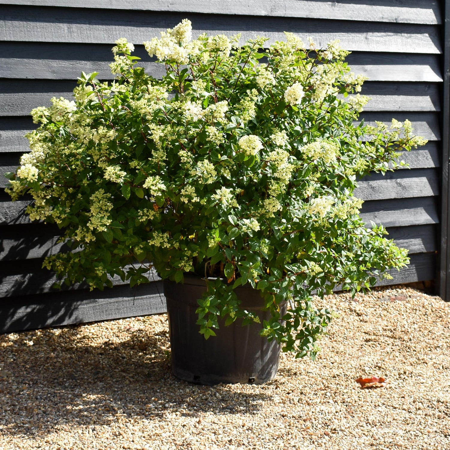 Hydrangea paniculata Vanille Fraise - Height 110-120cm - 70lt