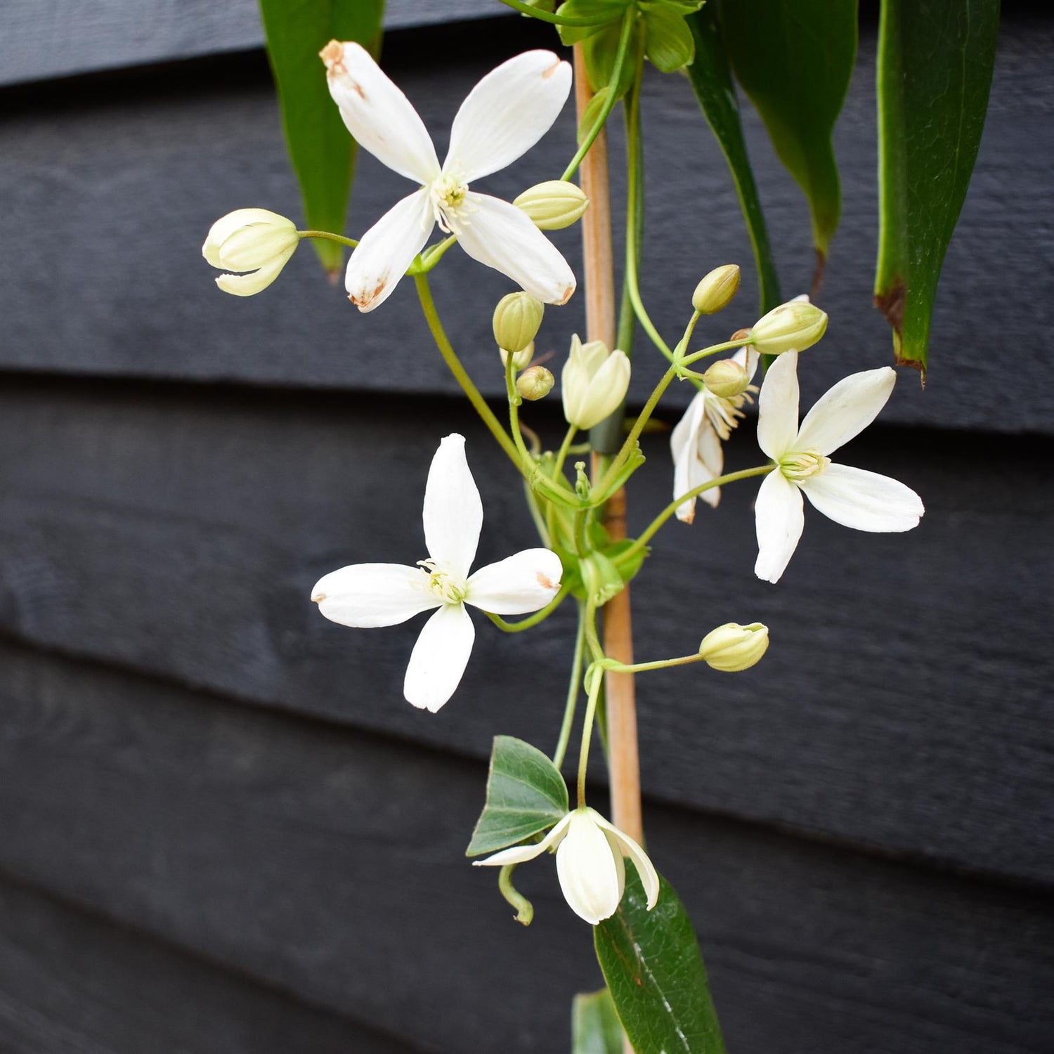 Clematis Armandii - Height 100-120cm - Climber on cane - 2lt