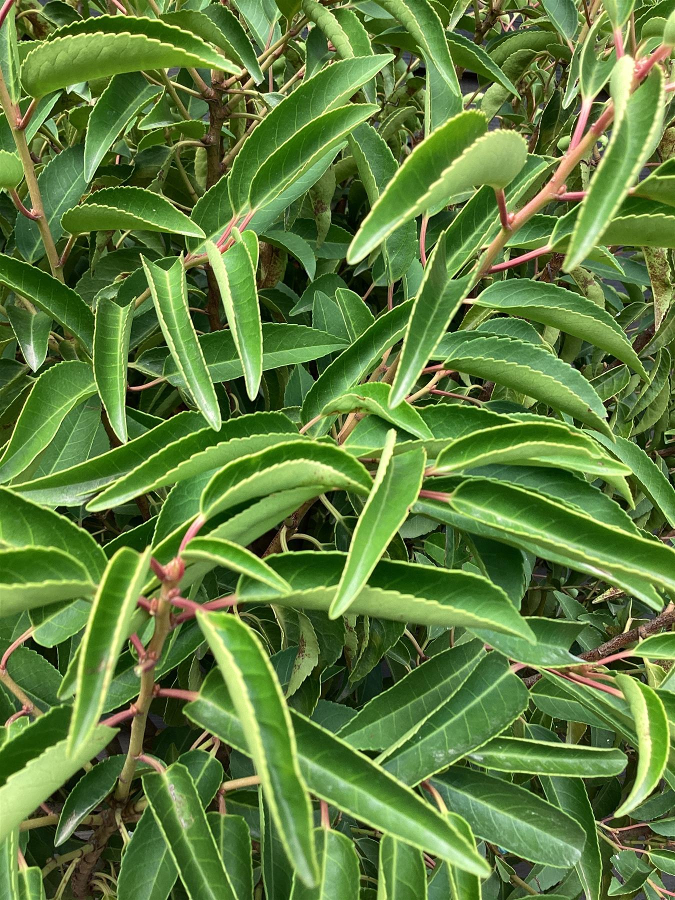 Prunus lusitanica 'Angustifolia' 1/2 std Clear Stem - 120-140cm, 20lt