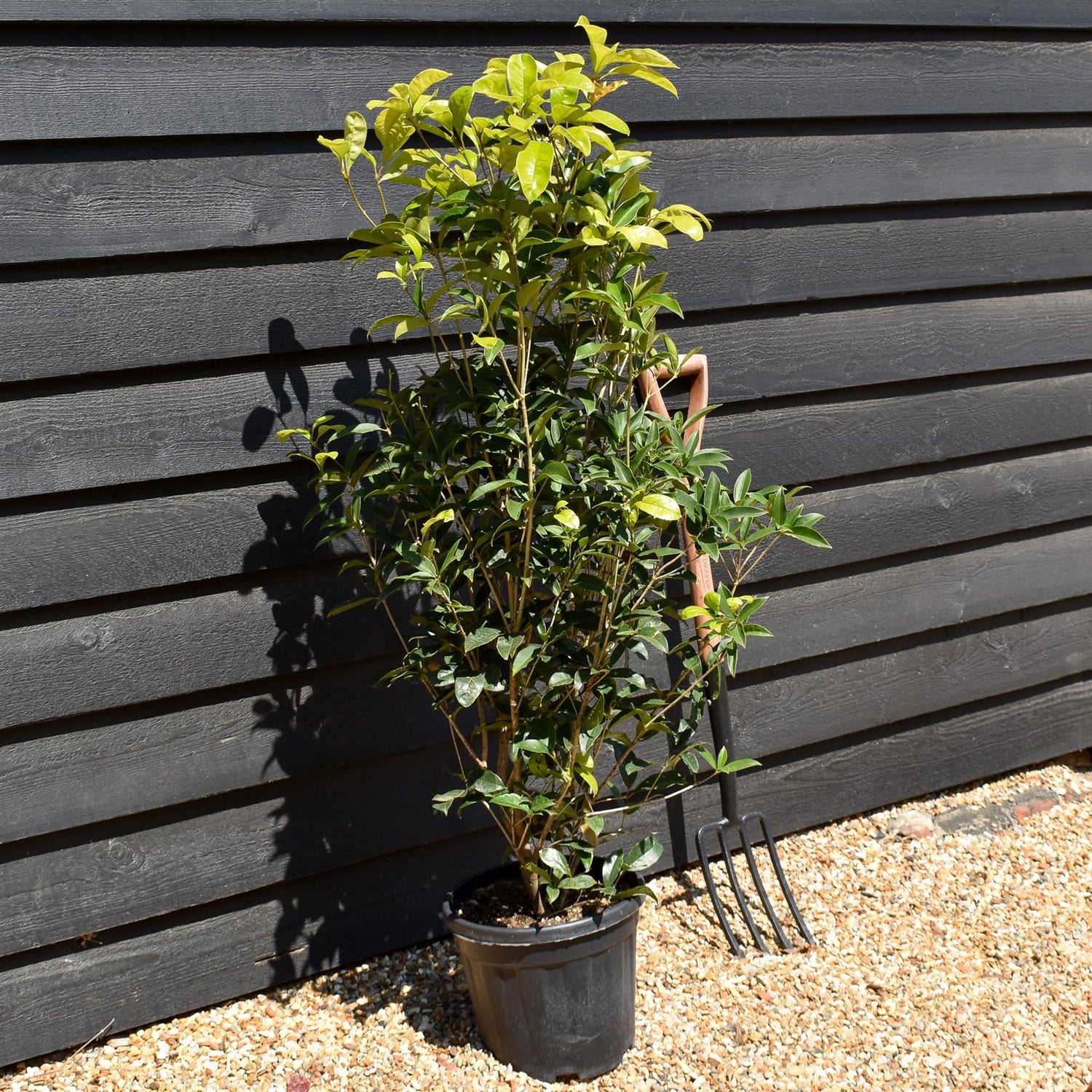 Osmanthus Fragrance - Shrub - Height 110-130cm -10lt