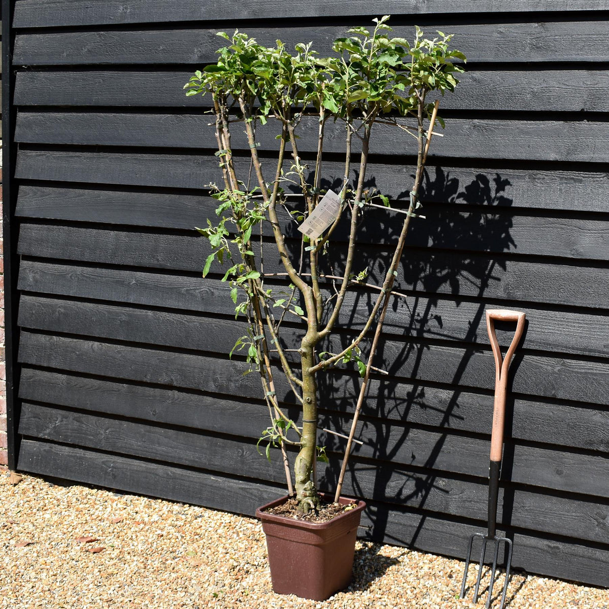Malus Communis -  'Elstar' - Apple Tree - Espalier - Height 140-150cm - 15lt