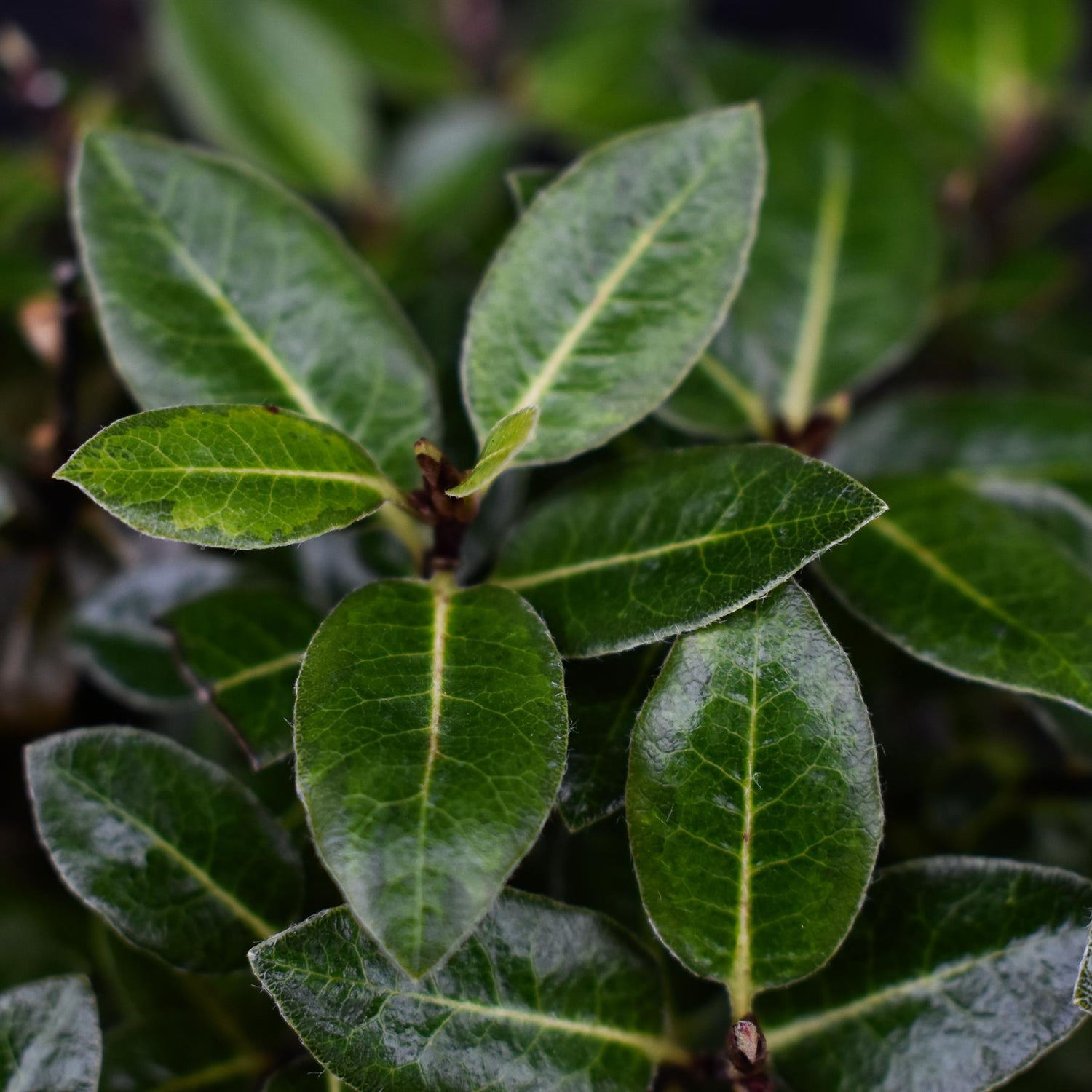 Pittosporum tenuifolium 'Gold Ball' (Golden Ball) - Height 15-20cm - 2lt
