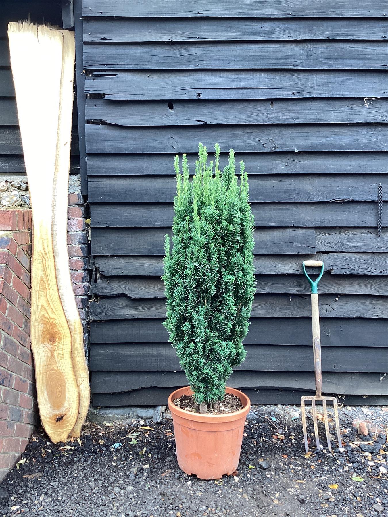 Taxus baccata 'Fastigiata Robusta' - 100-125cm, 30lt – Arundel Arboretum