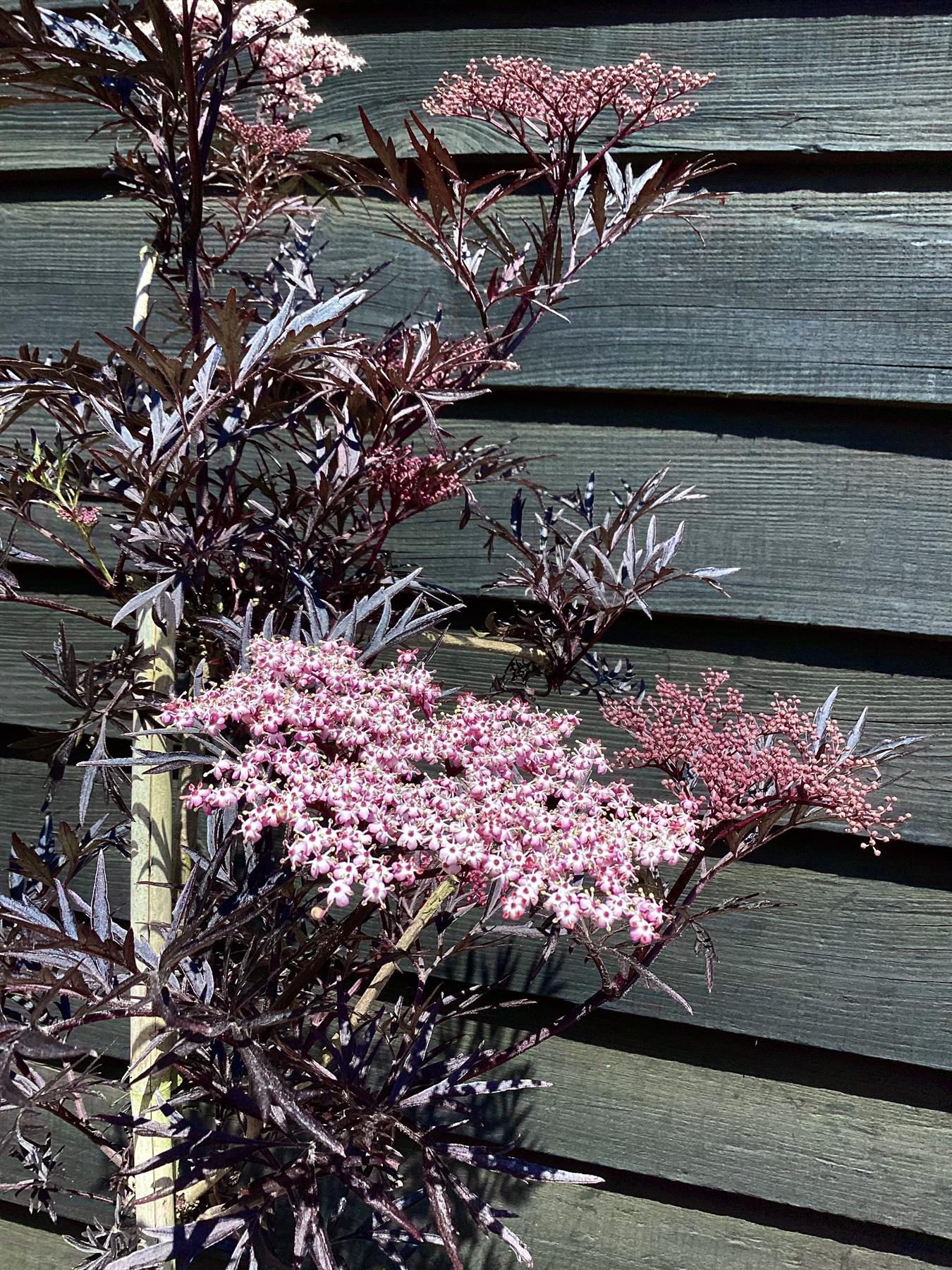 Sambucus nigra Black Lace | Elder 'Eva' - 240-260cm, 20lt