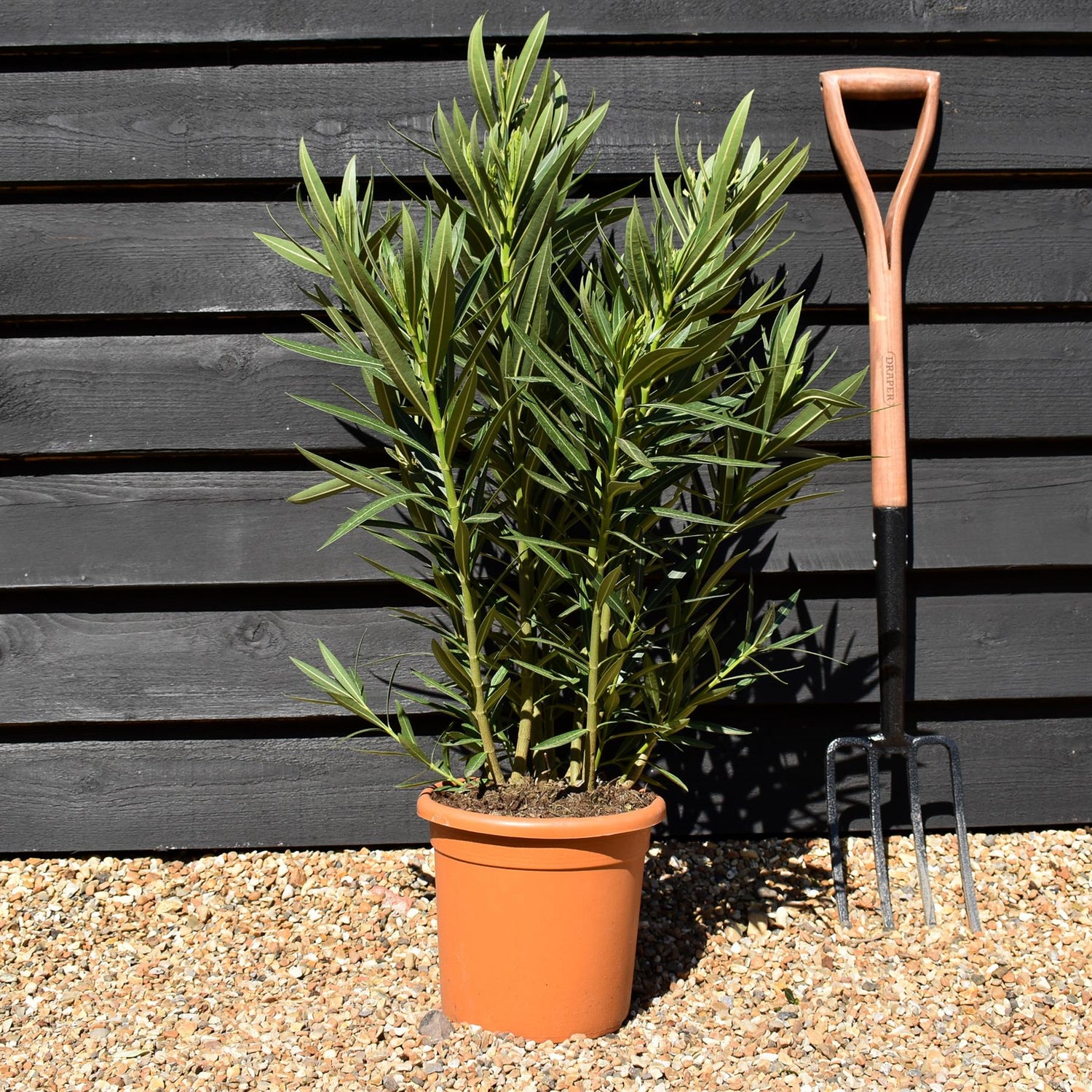 Nerium oleander - White - 80cm - 7lt