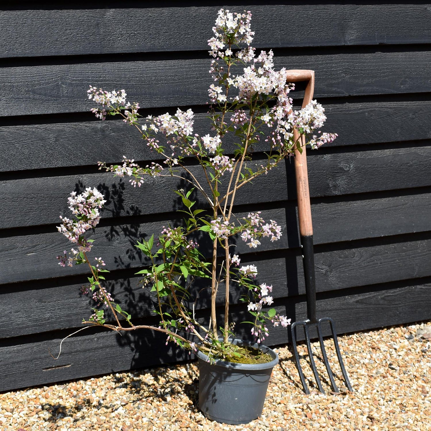 Philadelphus 'Casa Azul' - Shrub - Height 70-90cm -5lt