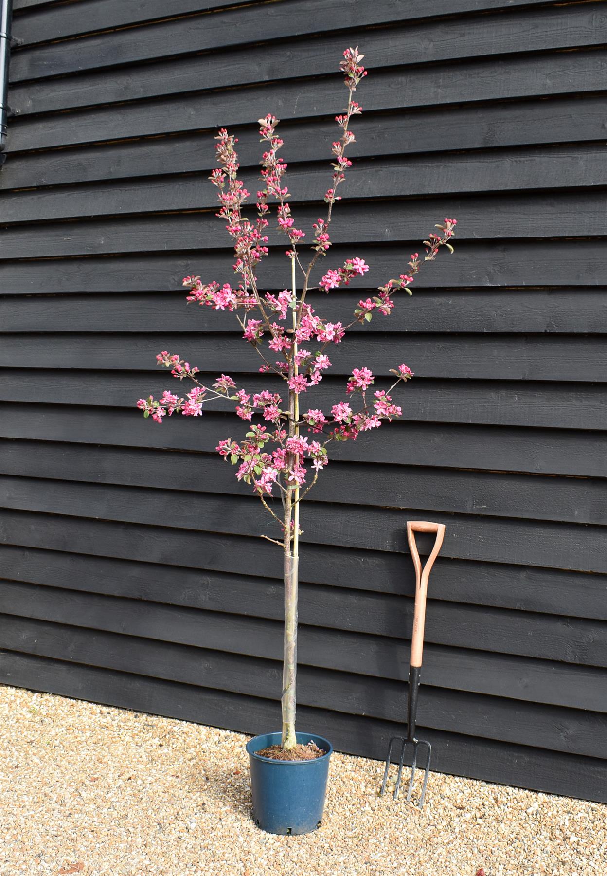 Crab apple | Malus Harry Baker - 160-180cm - 12lt