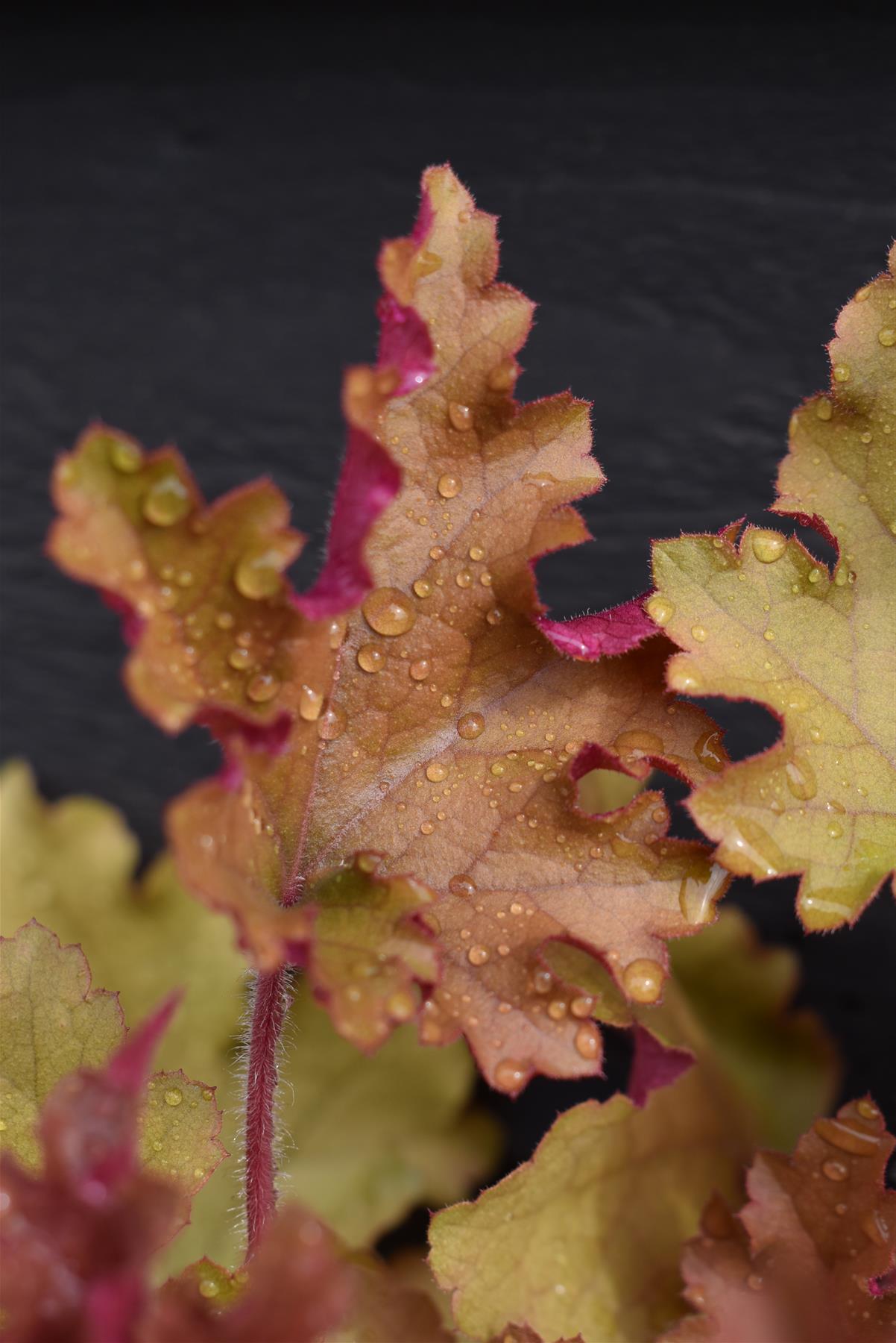 Heuchera 'Marmalade' | Alum Root 'Marmalade' | Coral Bells - 20-30cm, 3lt