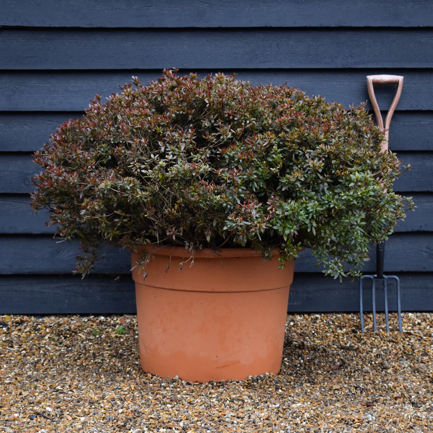 Azalea Japonica | Rhododendron - Ball -  Height 80cm - Width - 100cm - 85lt