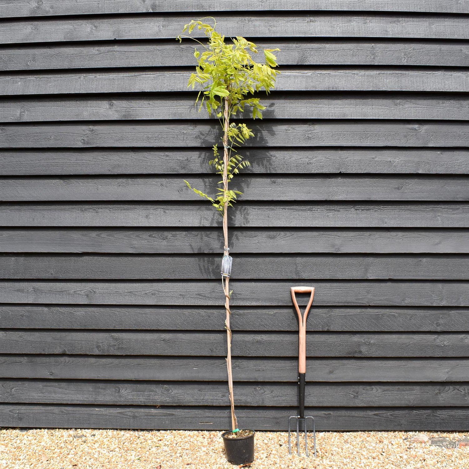 Wisteria floribunda Macrobotrys - Cane - Height 150-200cm - 3lt