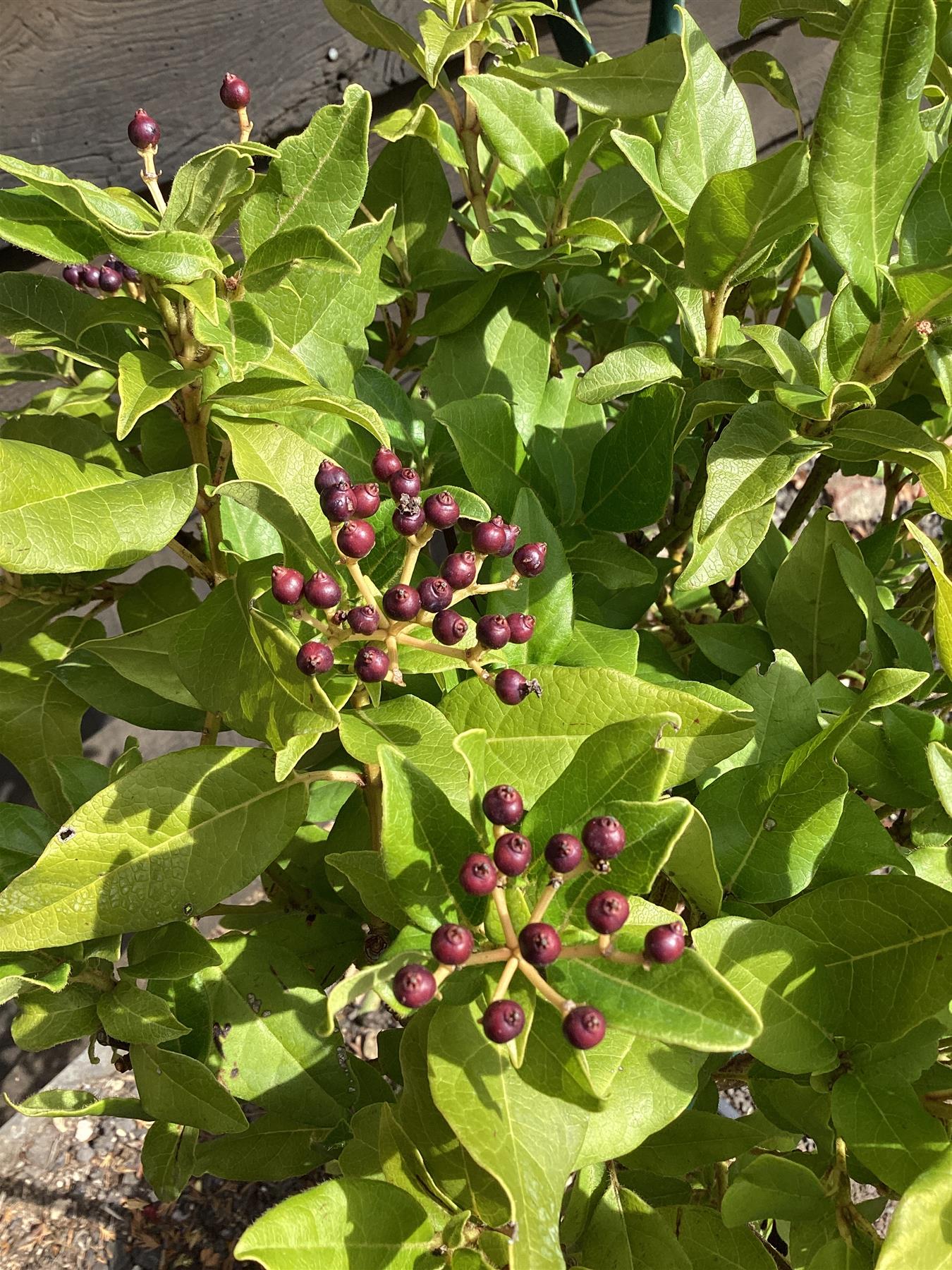 Viburnum tinus Eve Price | Laurustinus 'Eve Price' - 1/4 std Clear Stem - 60-80cm, 20lt