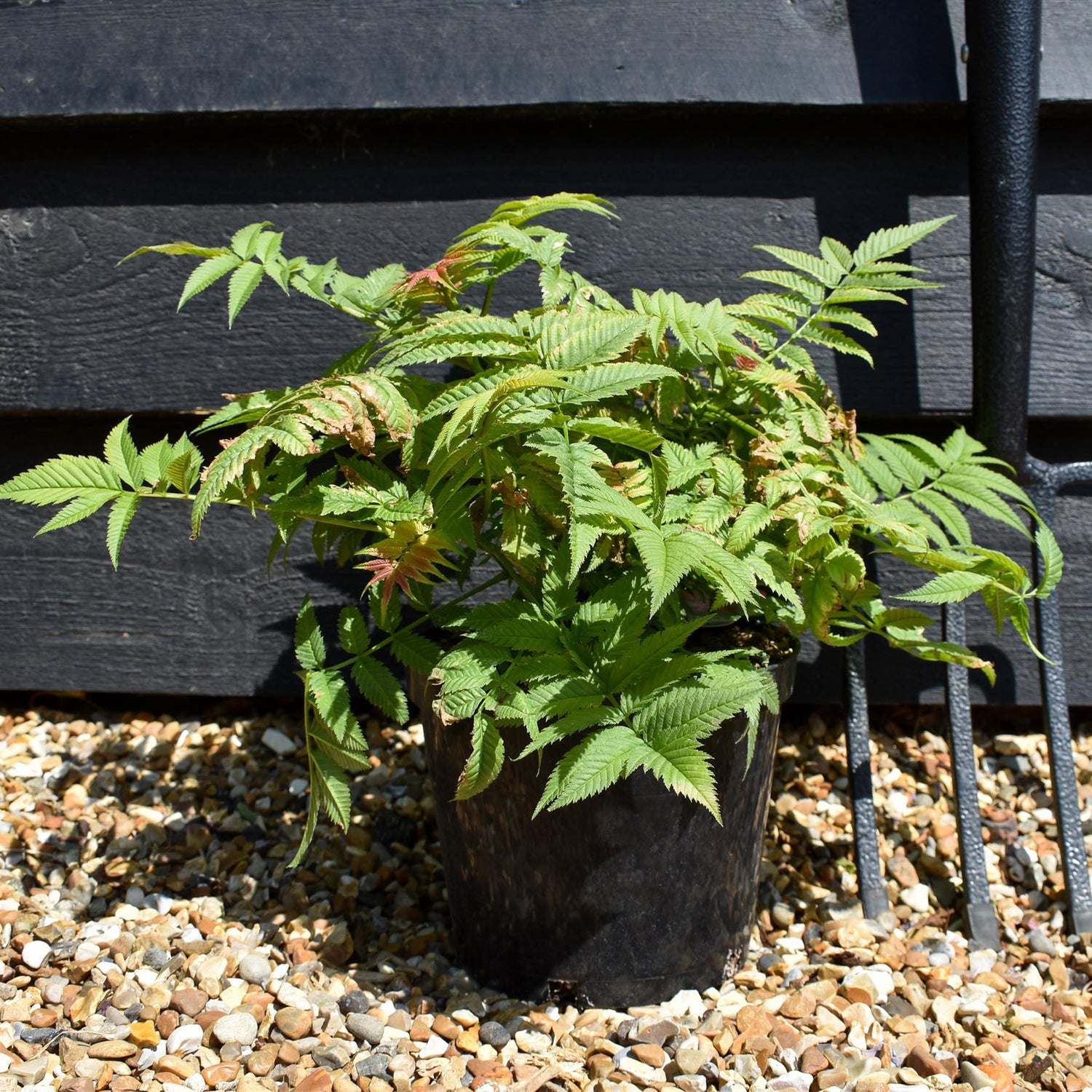 Sorbaria 'Crimson Feathers' - Shrub - Height 15-25cm - 2lt