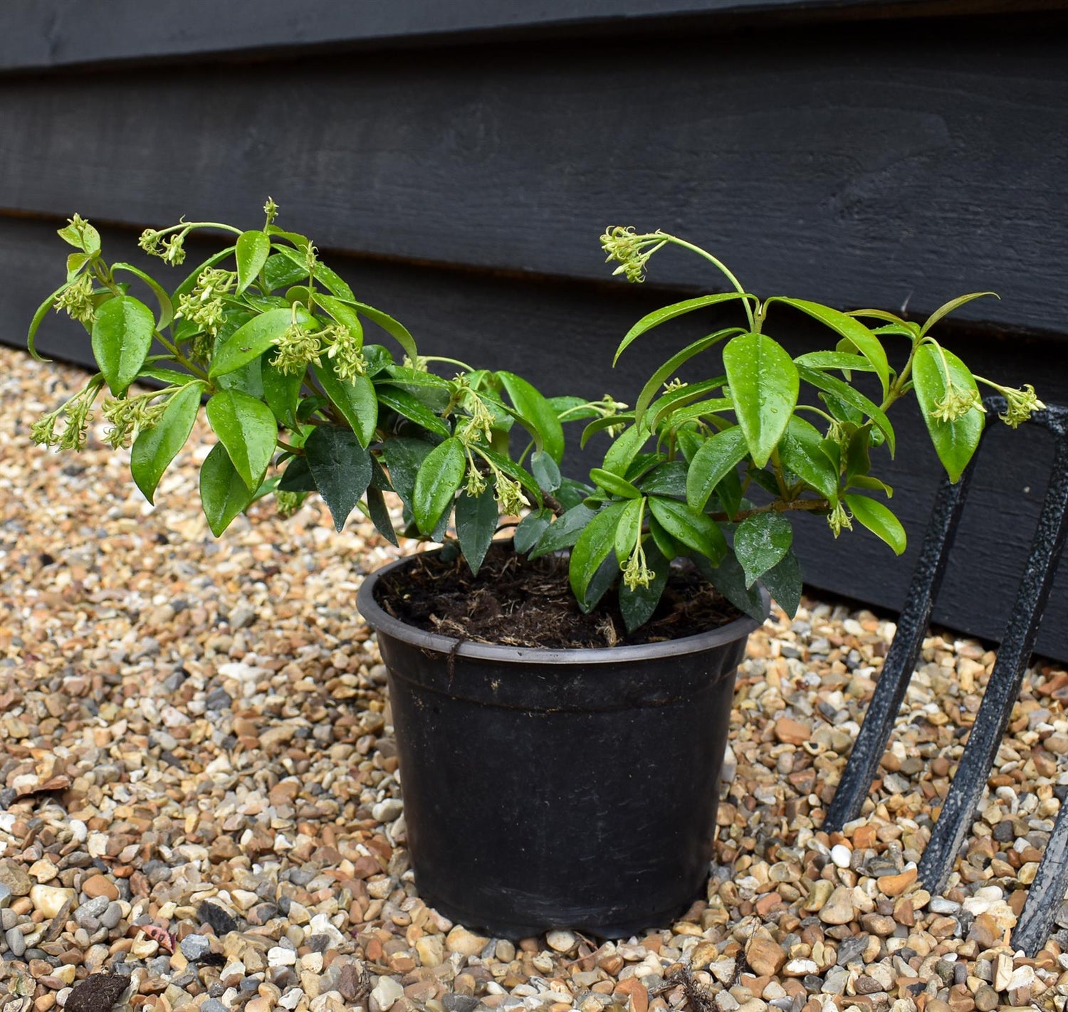Trachelospermum jasminoides - Height 25-35cm- Climber - 2lt