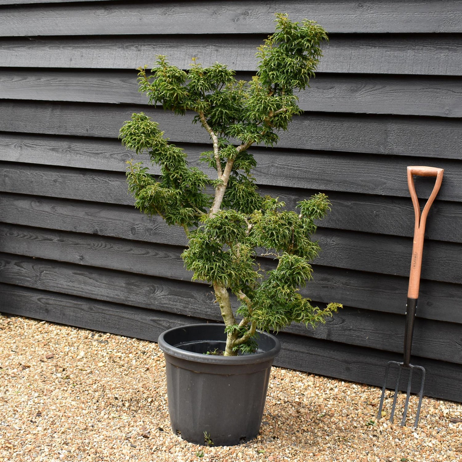 Acer palmatum 'Crispifolium'  (Shishi Gashira Maple) - 130cm, 45lt
