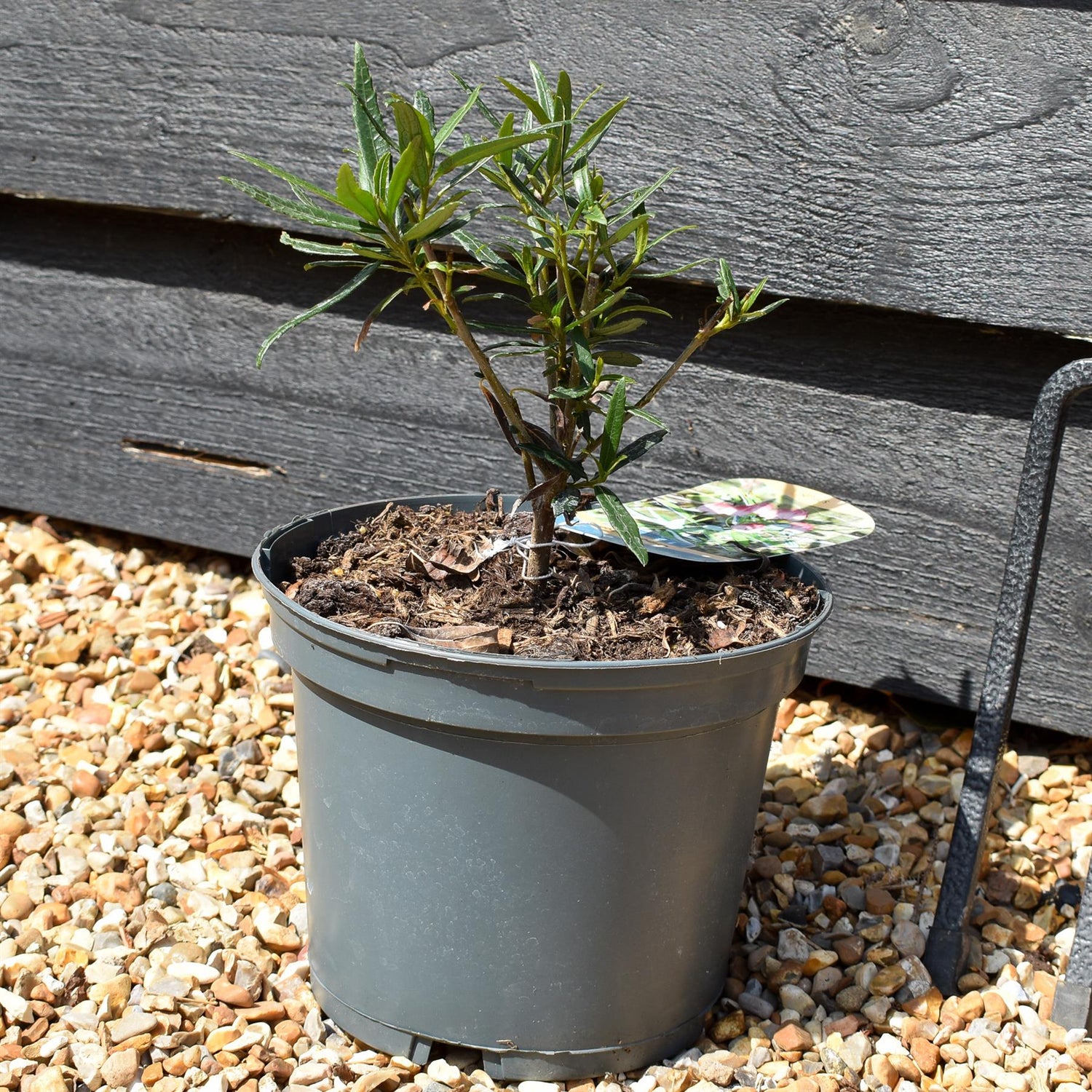 Crinodendron Hooksianum 'Ada Hoffman' - Shrub - Height 15-25cm - 3lt