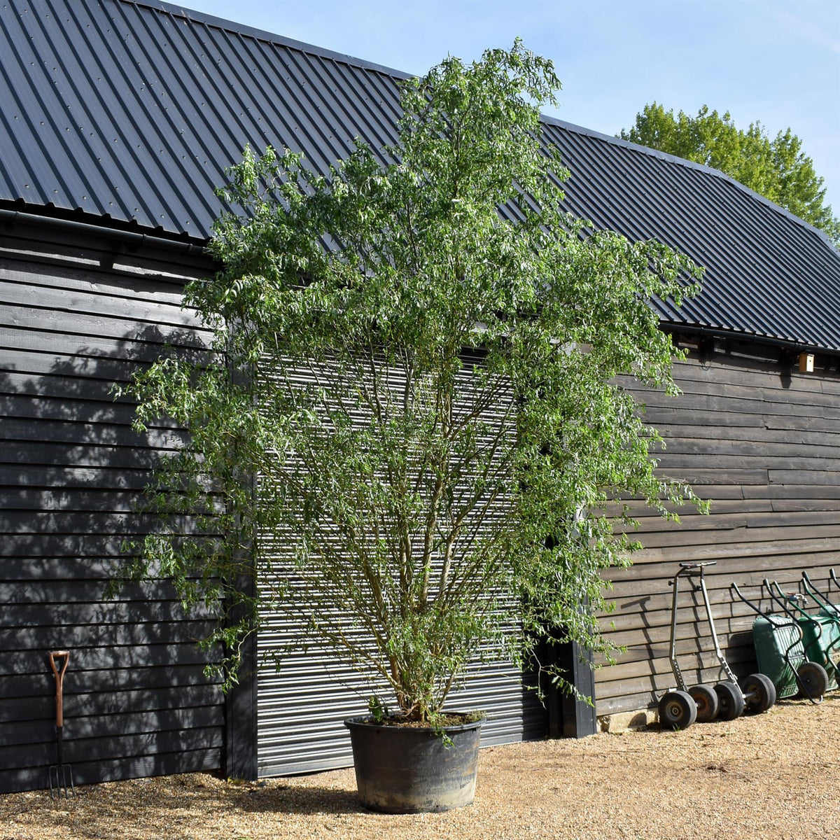 Salix matsudana Tortuosa | Wiggerly Willow - Bushy Tree - Height 390-410cm - 70lt