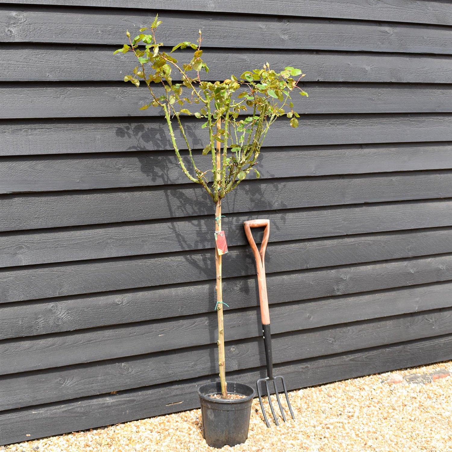 Rose 'Geranio' - Clear Stem 80-90cm - Height 130-160cm - 18lt