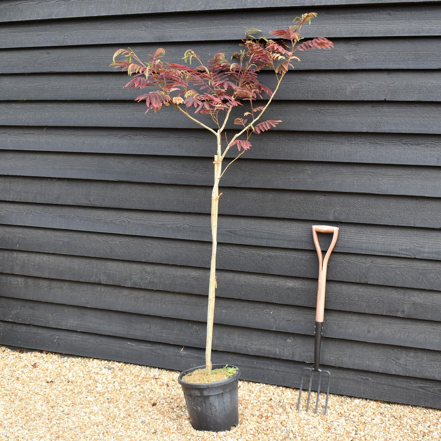 Albizia Julibrissin Evey's Pride | Silk Tree - Height 140-145cm - 15lt