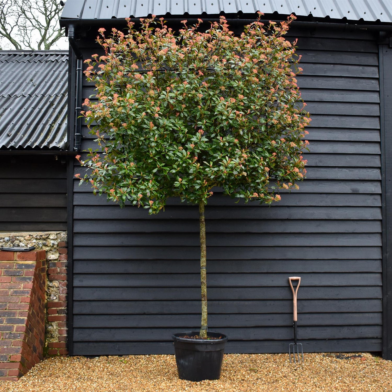 Photinia Red Robin - Compacta - Pleached/Espalier (120cm-150cm) - Clear Stem 160cm - Girth 10-12cm - 70lt
