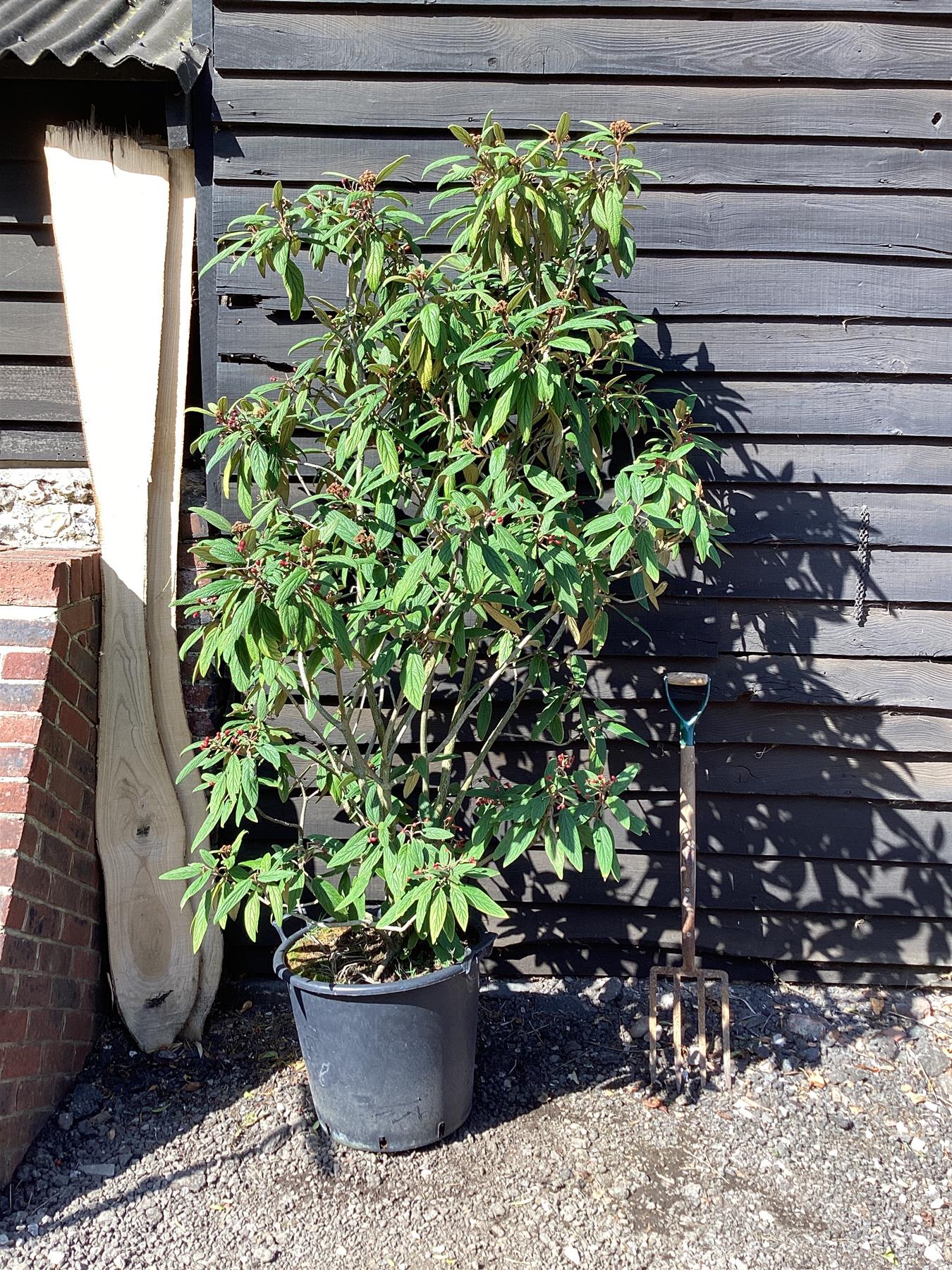 Viburnum rhytidyfilum - 120-150cm, 50lt