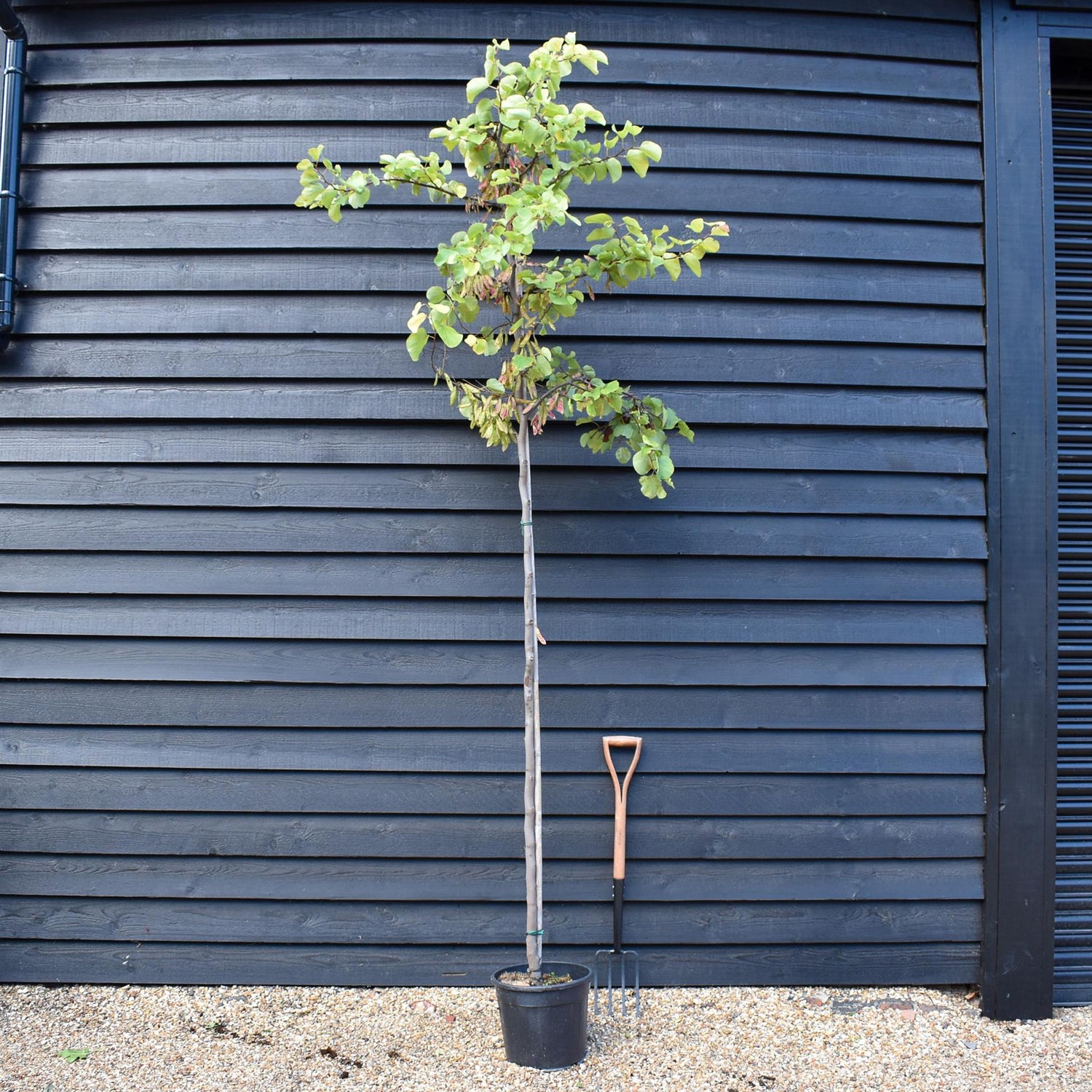 Judas tree | Cercis siliquastrum - Girth 5-6cm - 290-300cm - 30lt