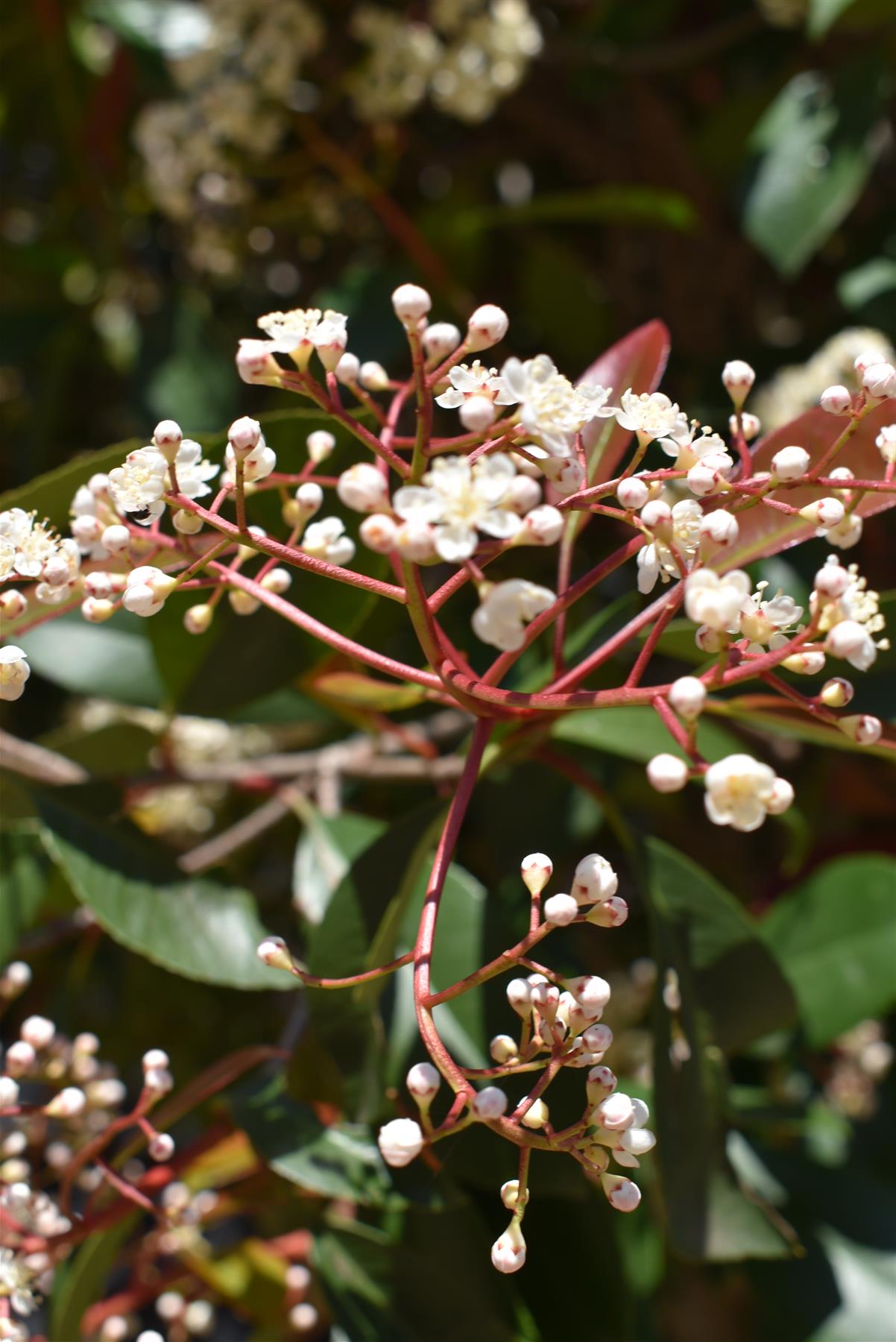 Photinia Red Robin | Christmas berry 'Little Red Robin' - Multi Stem - 275cm - 150lt