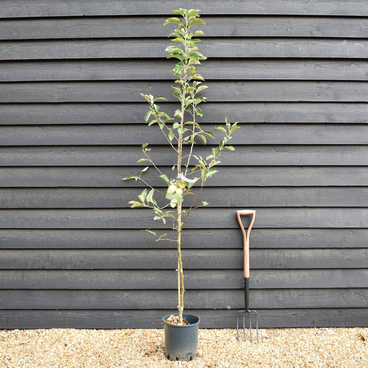 Apple tree 'Golden Delicious' | Malus Domestica - M26 - Semi-Dwarfing - Height 200-220cm - 12lt