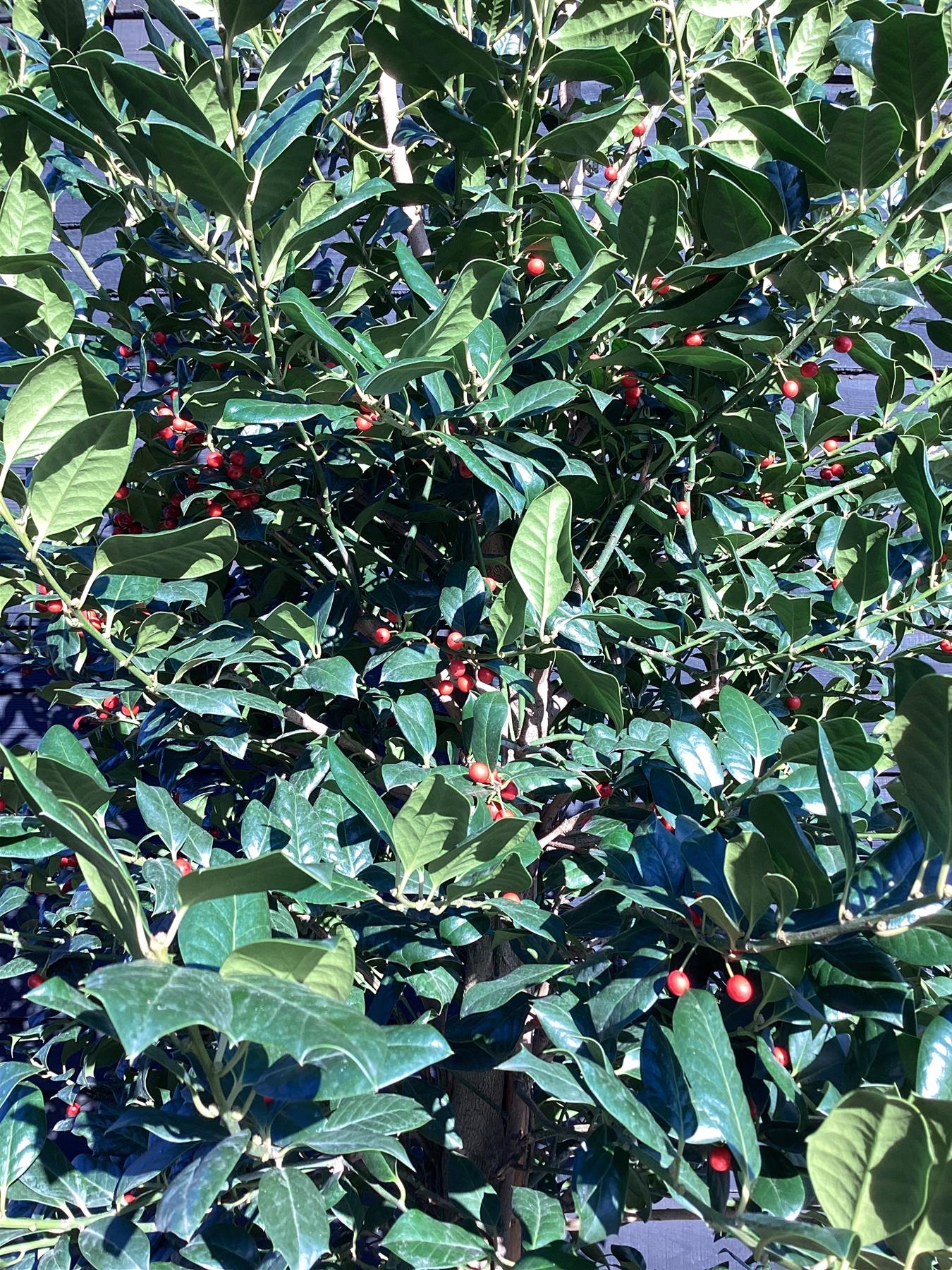 Ilex Nellie R Stevens | Holly 'Nellie R. Stevens' - 230-275cm - 90lt
