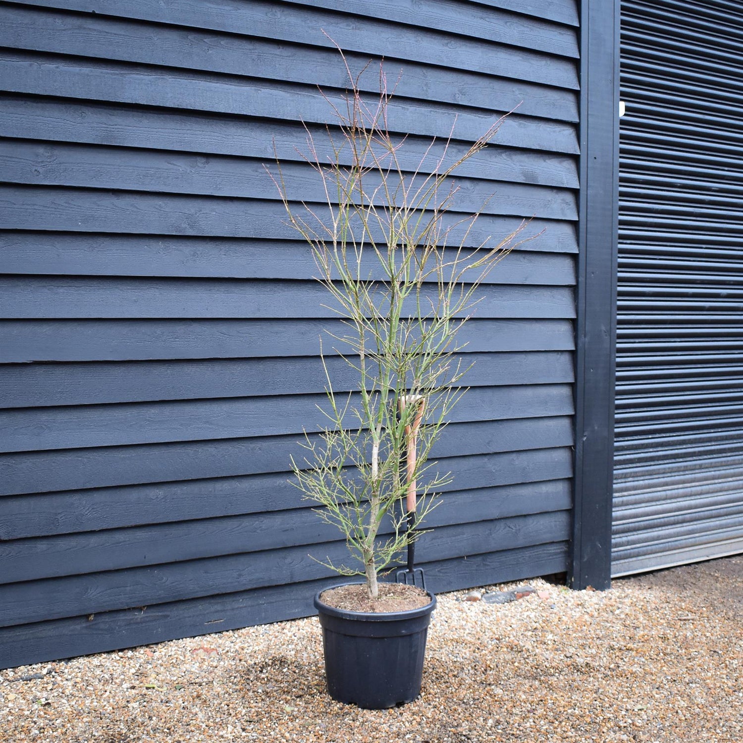 Acer palmatum 'Jerre Schwartz' | Japanese maple 'Jerre Schwartz' - Height 170-190 - 35lt