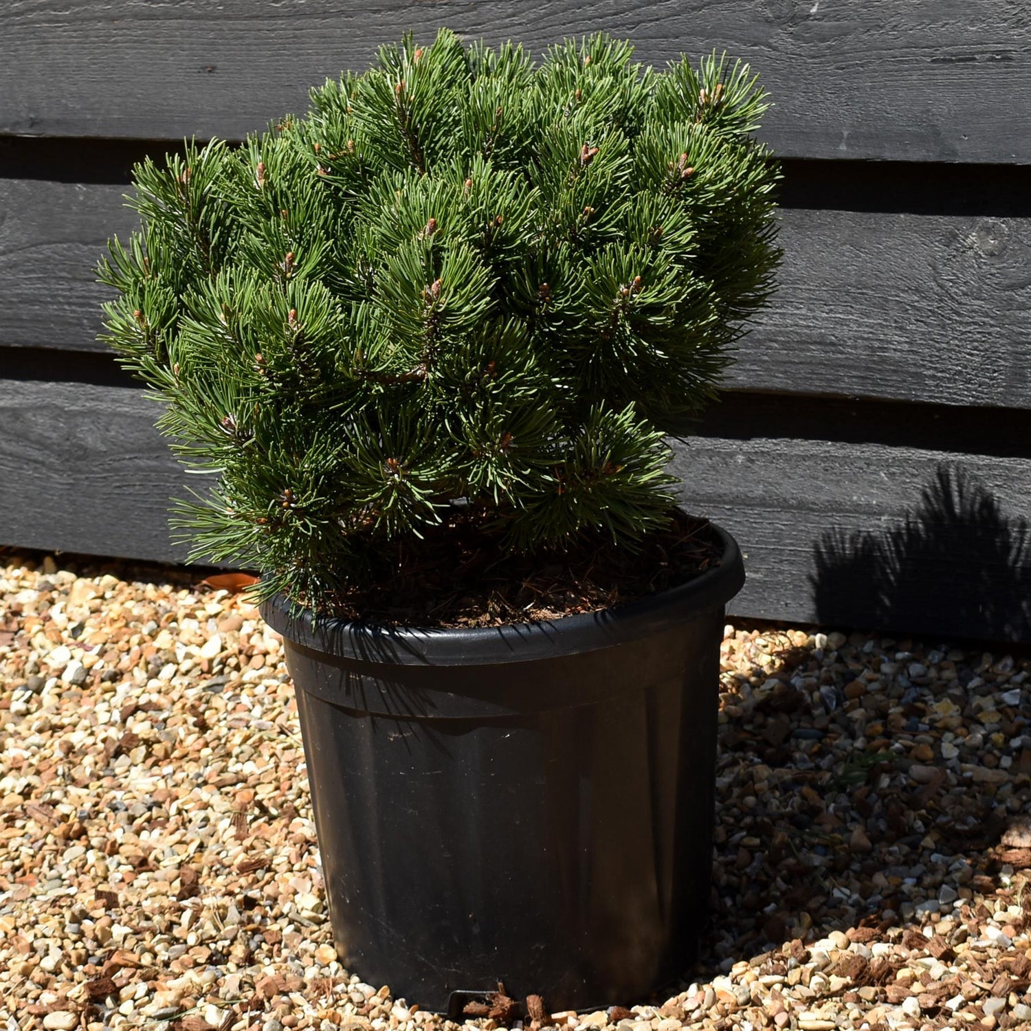 Pinus Mugo 'March' | Dwarf Mountain Pine - Height 40-50cm - Width 30cm - 11lt