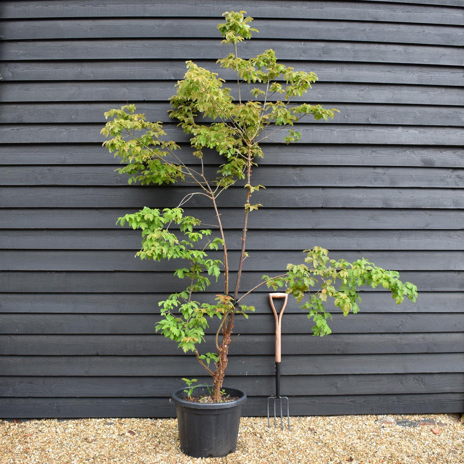 Acer griseum | Paperback Maple - 210-230cm - 50lt
