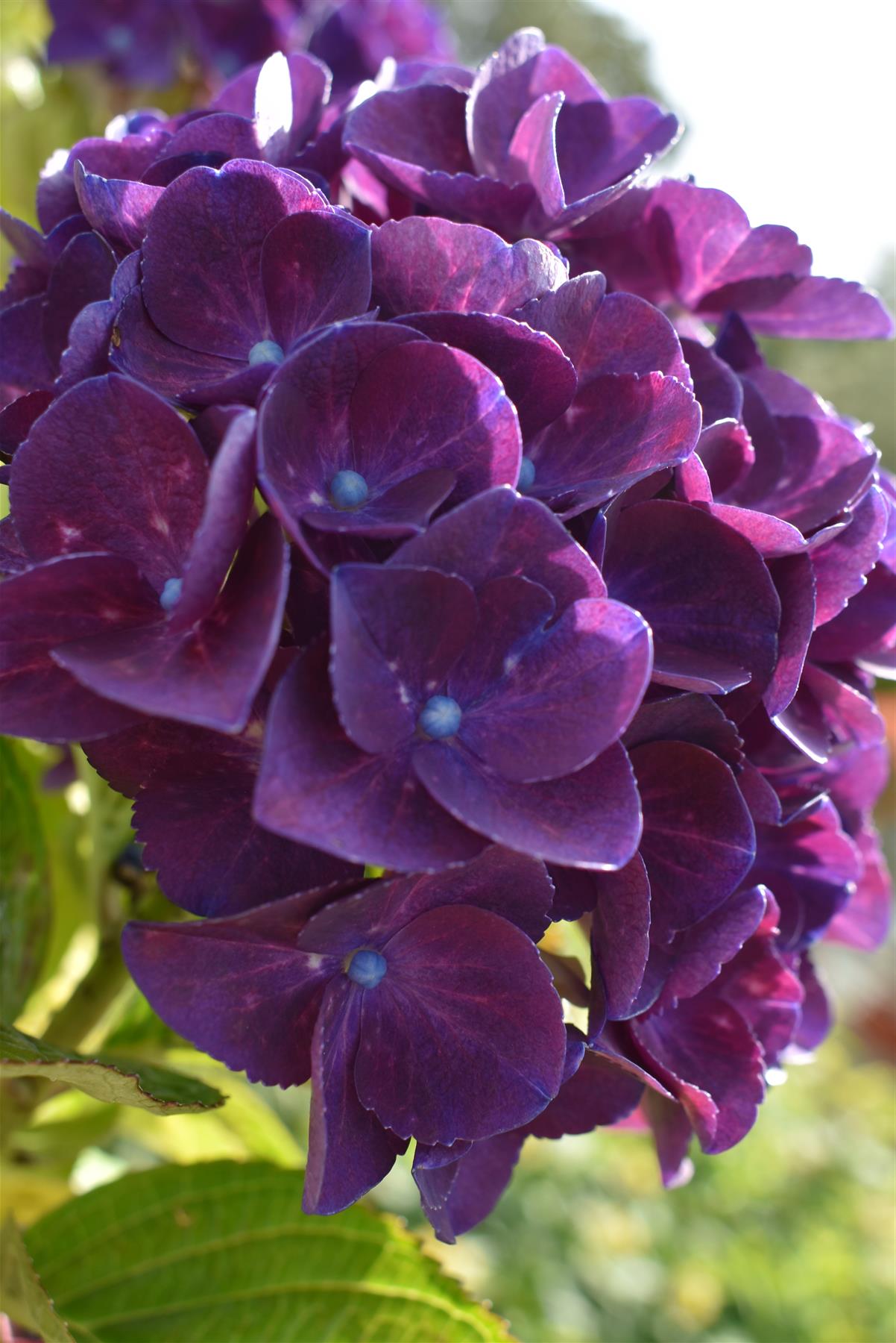 Hydrangea Original Mophead - Red | Red Hydrangea 20-30cm - 5lt