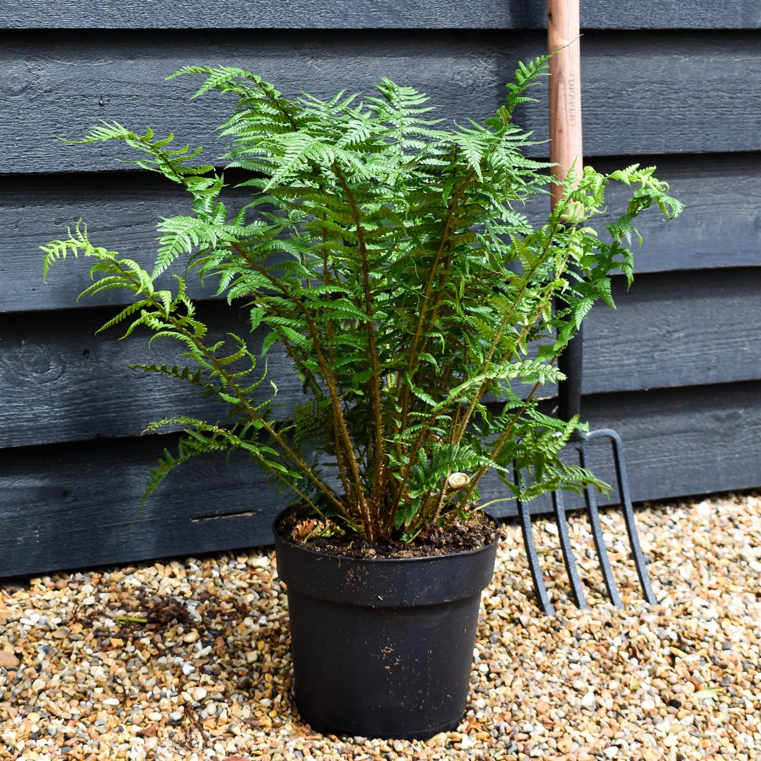 Dryopteris affinis | Golden Shield Fern - Height 50-60cm - 7lt
