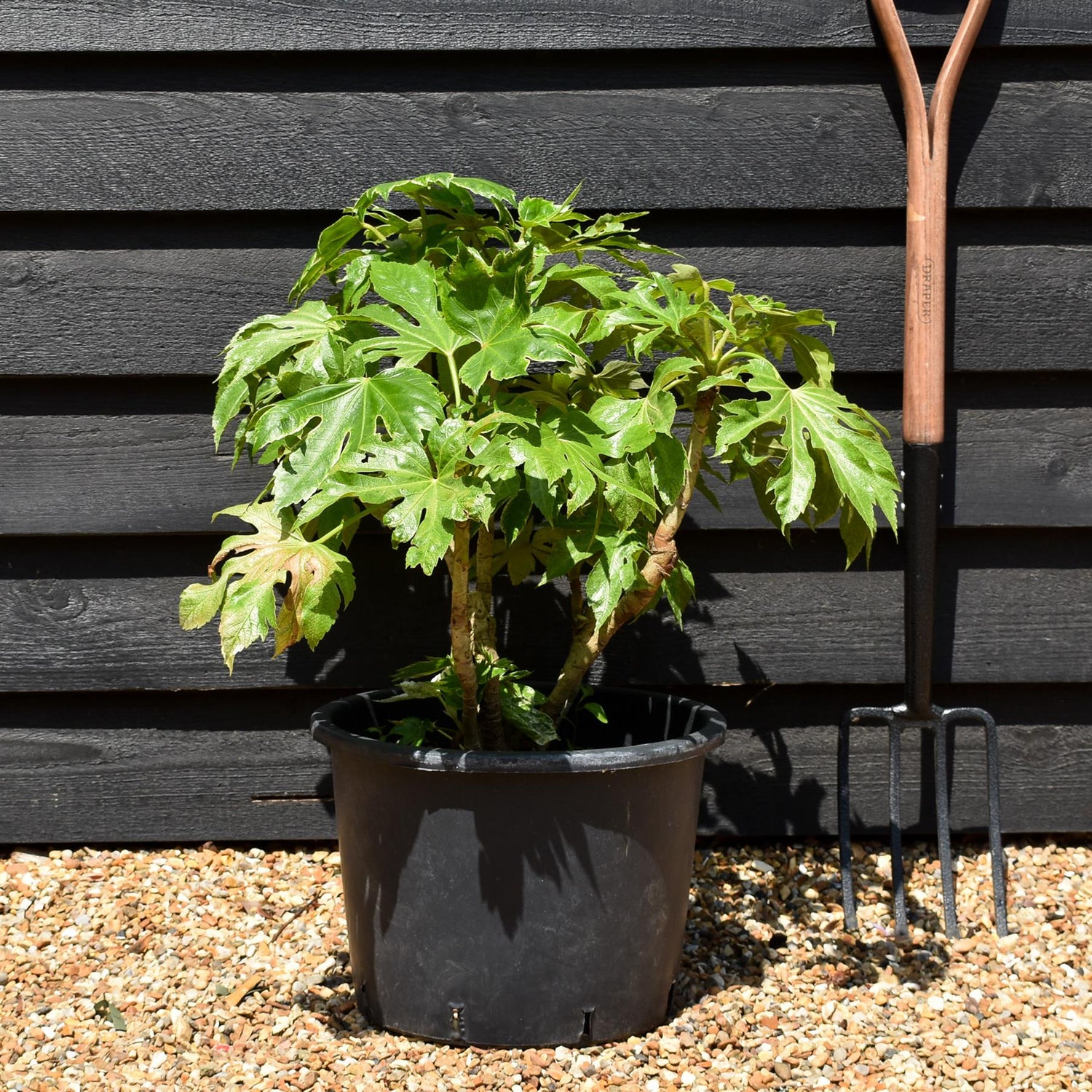 Fatsia japonica 'Spider's Web' - Shrub - Variegated - Height 40-50cm - 20lt