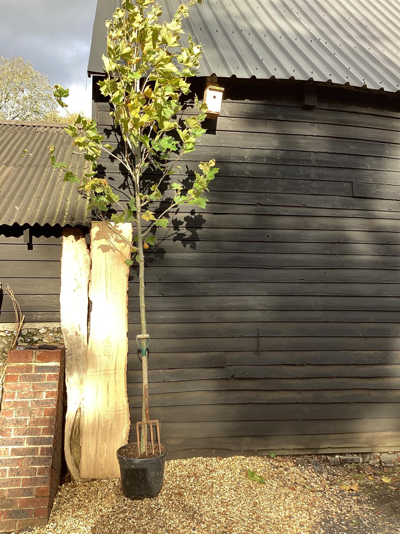 Platanus Acerifolia | London plane - 400cm-420cm - 14cm - 90lt