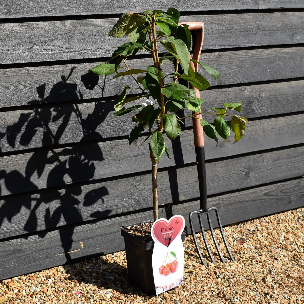 Prunus avium 'Sunburst'  - Patio Rootstock - Height 80-100cm, 7lt