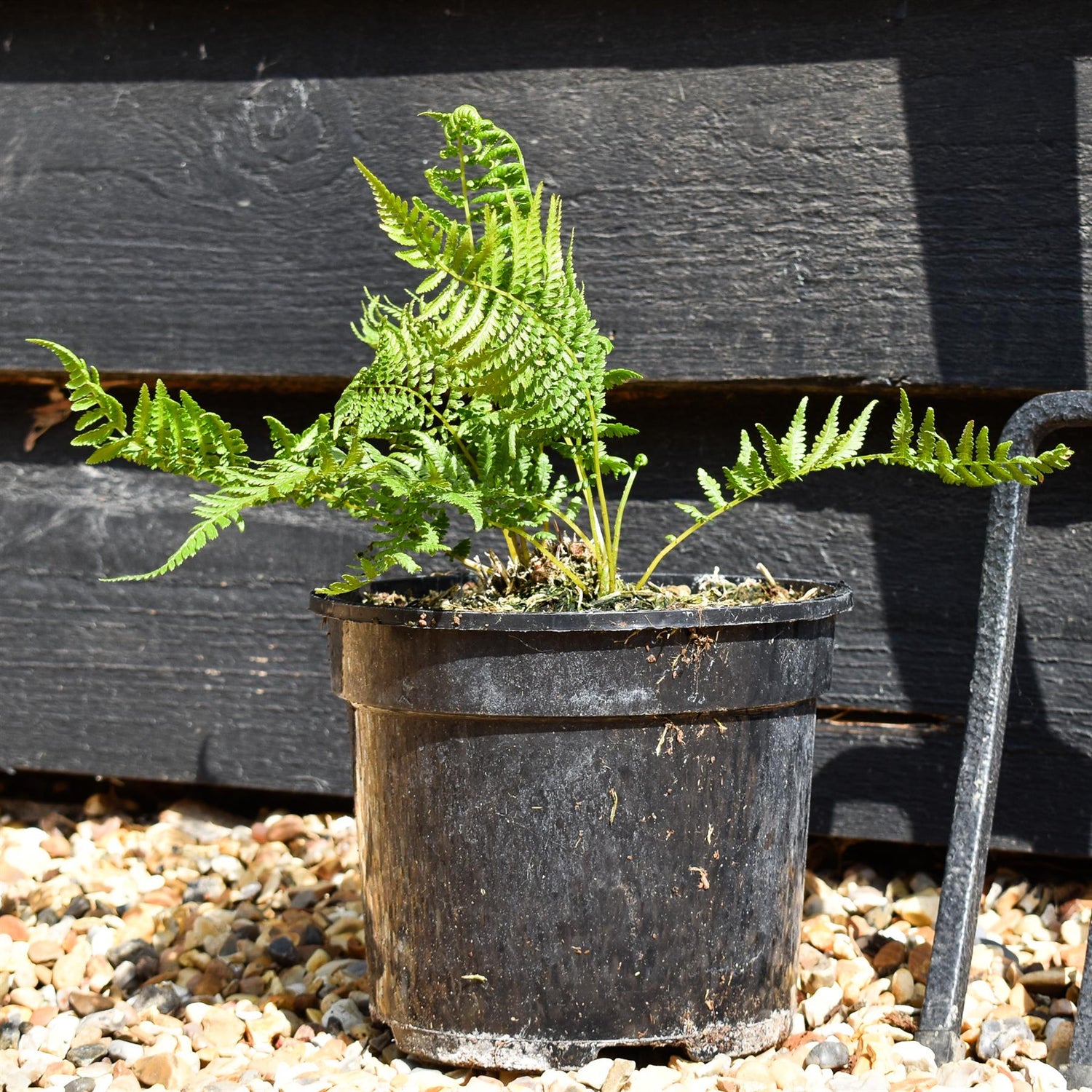 Athyrium filix-femina "Lady in Red" | Lady Fern- 3lt