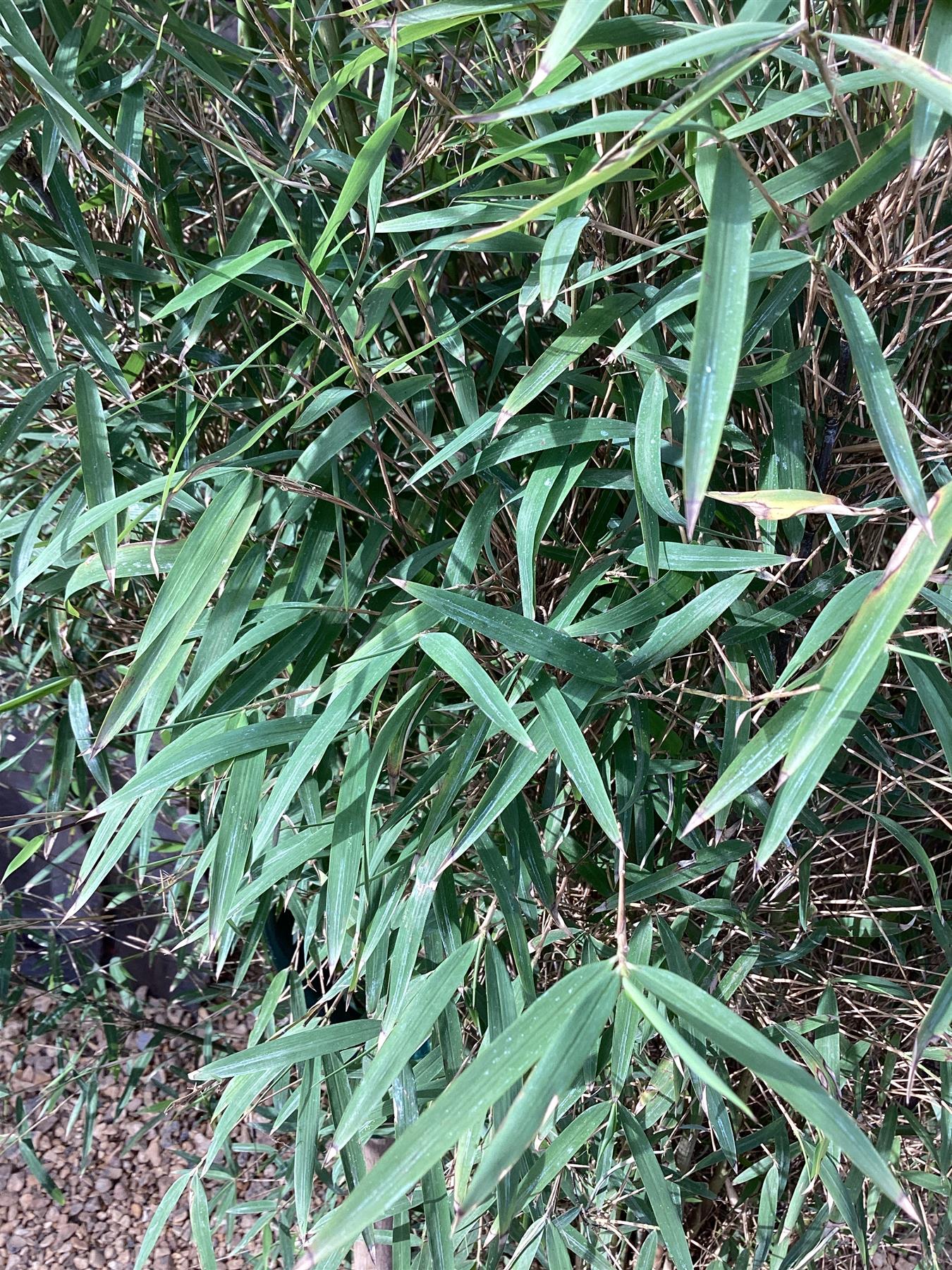 Fargesia angustissima | Narrow leaf bamboo - 210-220cm, 30lt