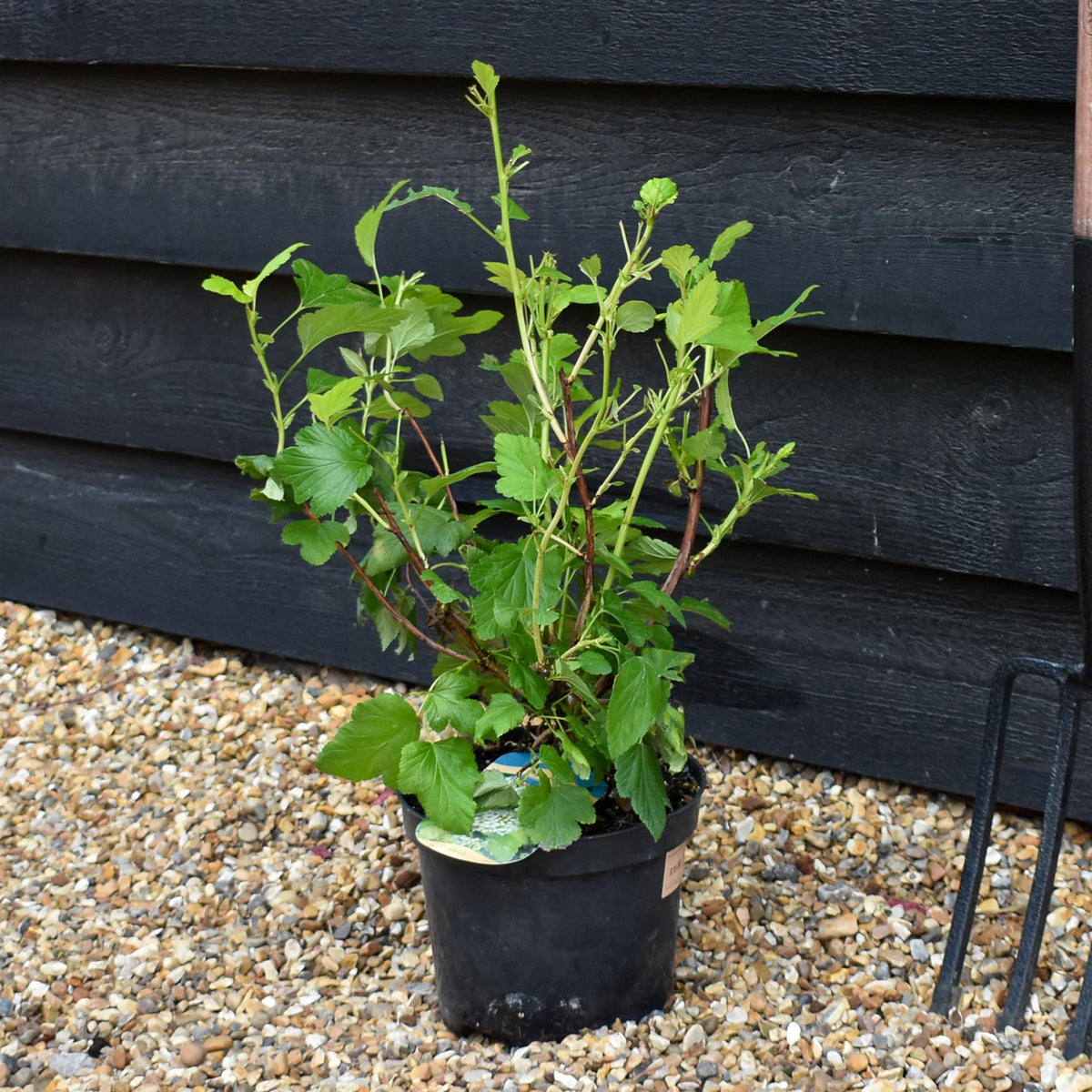 Physocarpus opulifolius 'Dart's Gold' - Shrub - Height 15-25cm - 2lt