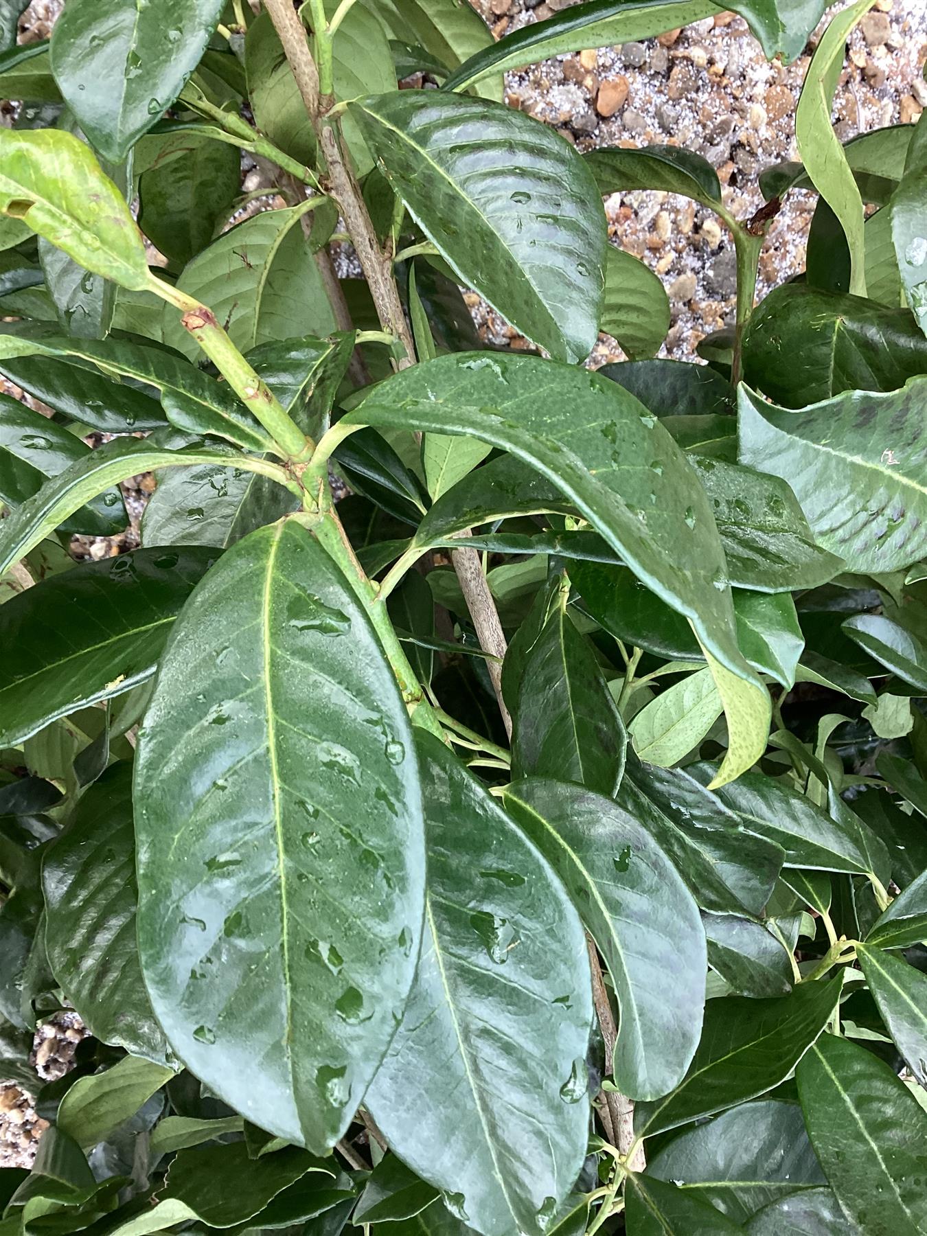 Prunus laurocerasus 'Novita' Girth 10-12 - 180-190cm, 50lt