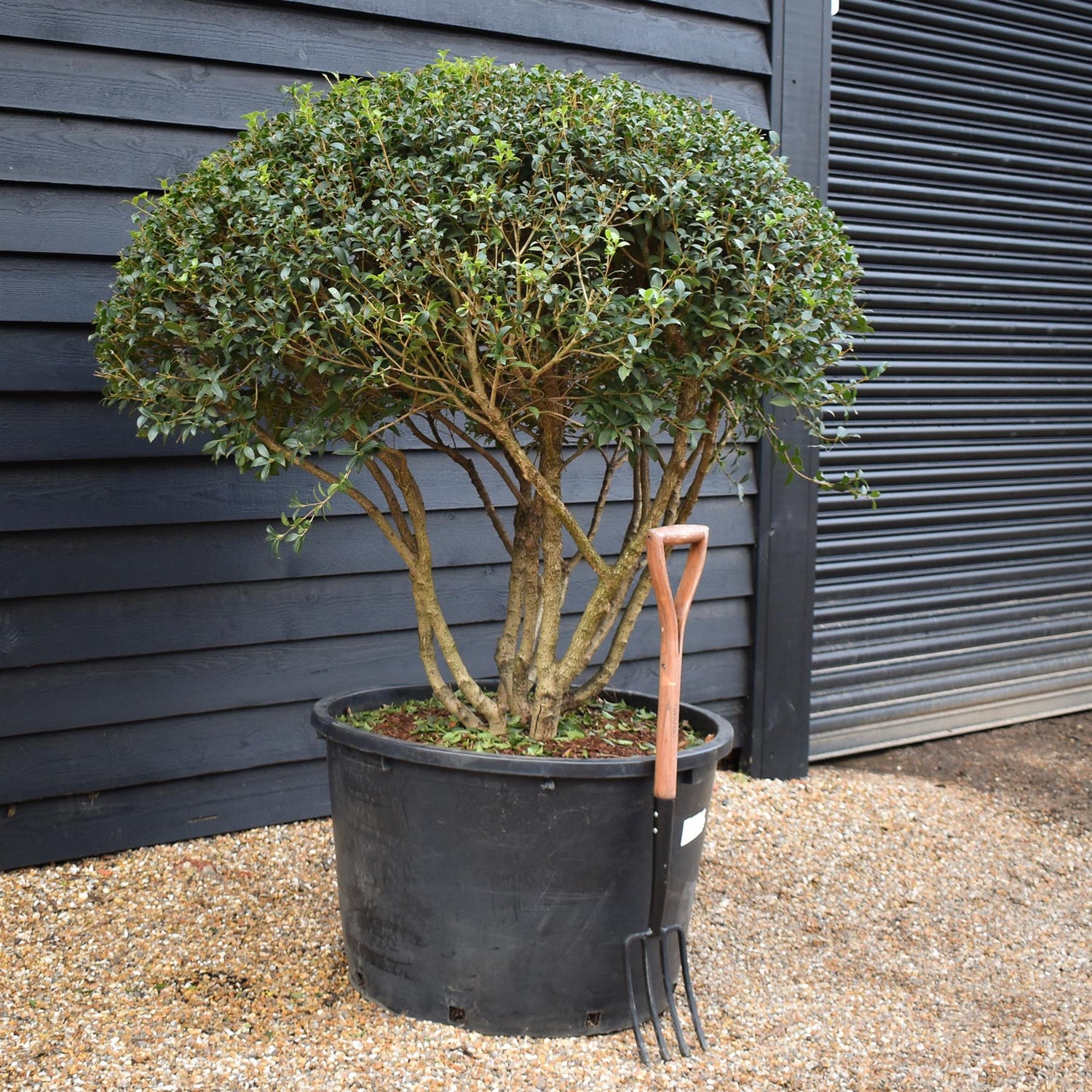 Osmanthus x burkwoodii | Burkwood Osmanthus - Parachute - Height 125-130cm - Width 140-150cm - 230lt