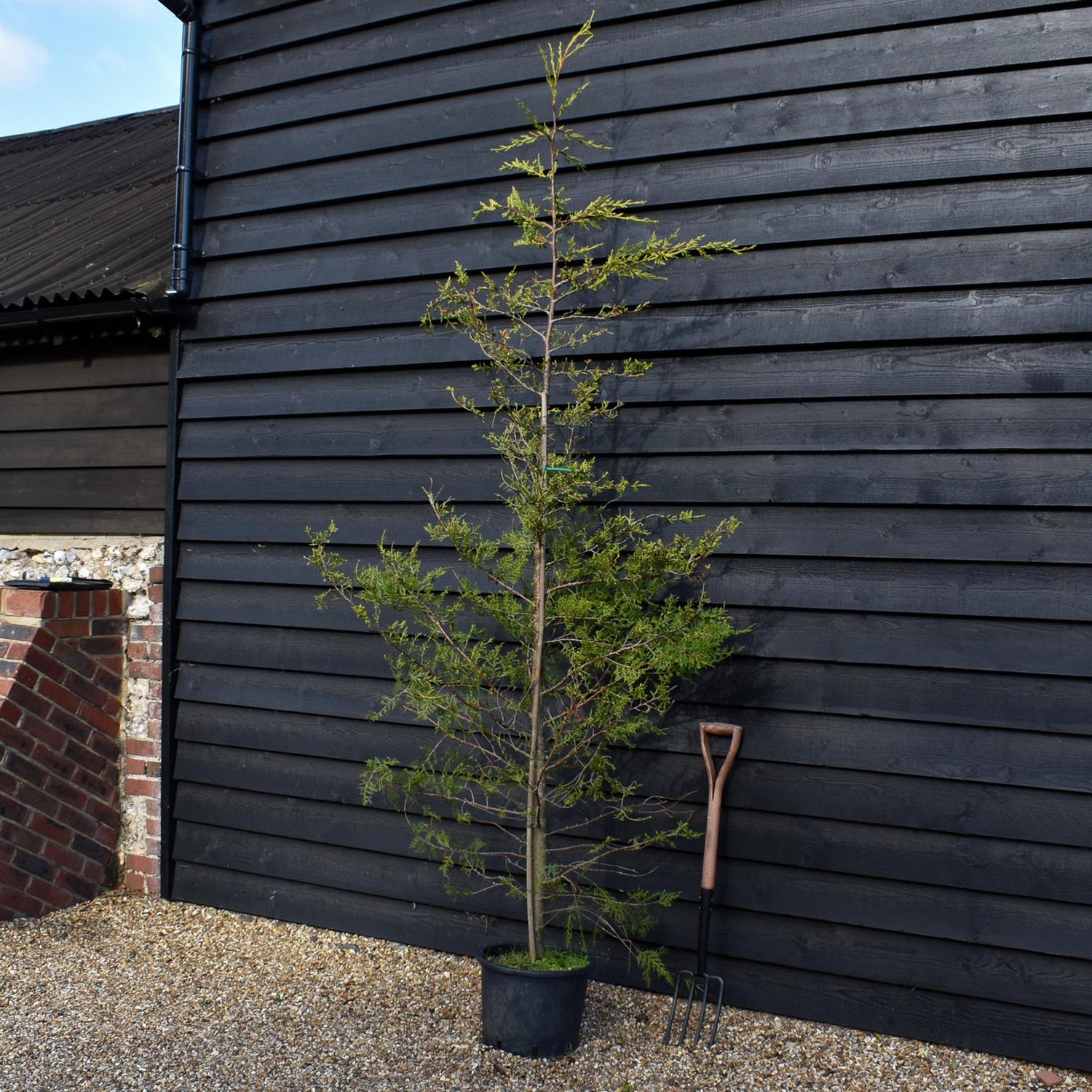 Cupressocyparis leylandii 'Castlewellan' - 30lt