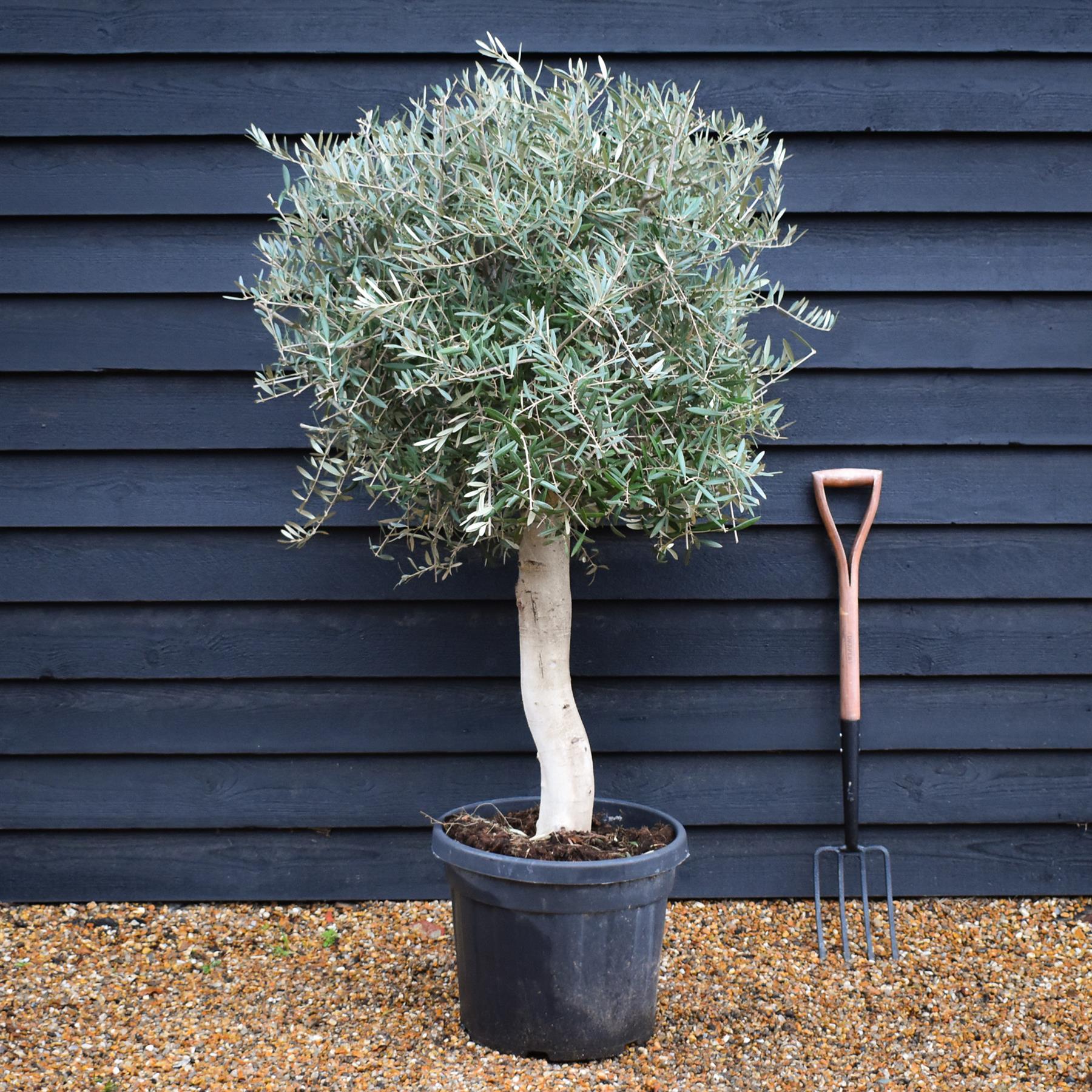 Olive Tree |Olea Europea - Trunk height 60-70cm - Girth 10-16cm - Heig ...