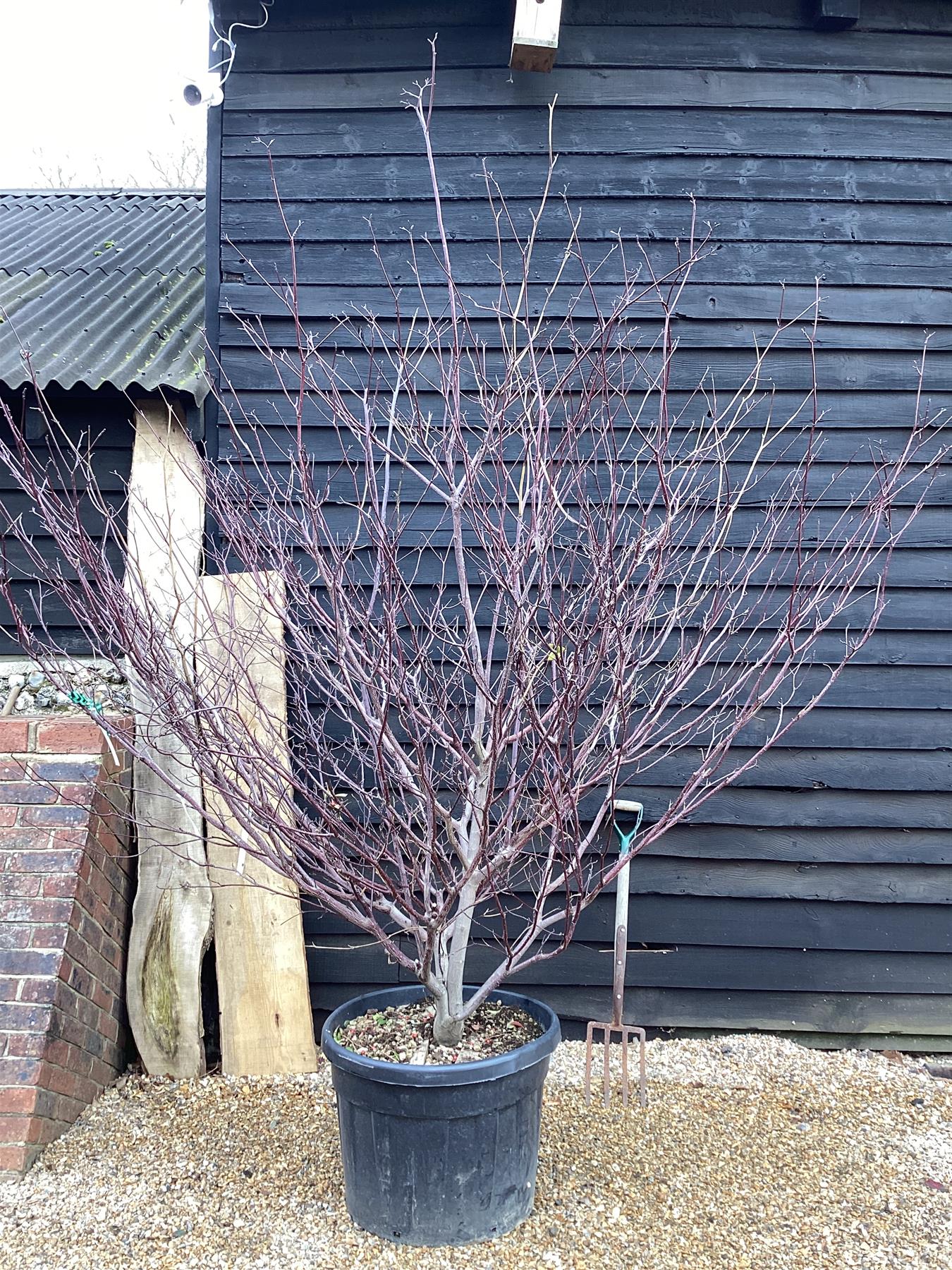 Cornus Rutgersensis Stellar Pink | Stellar Pink Dogwood - Multistem - 220-230cm - 110lt
