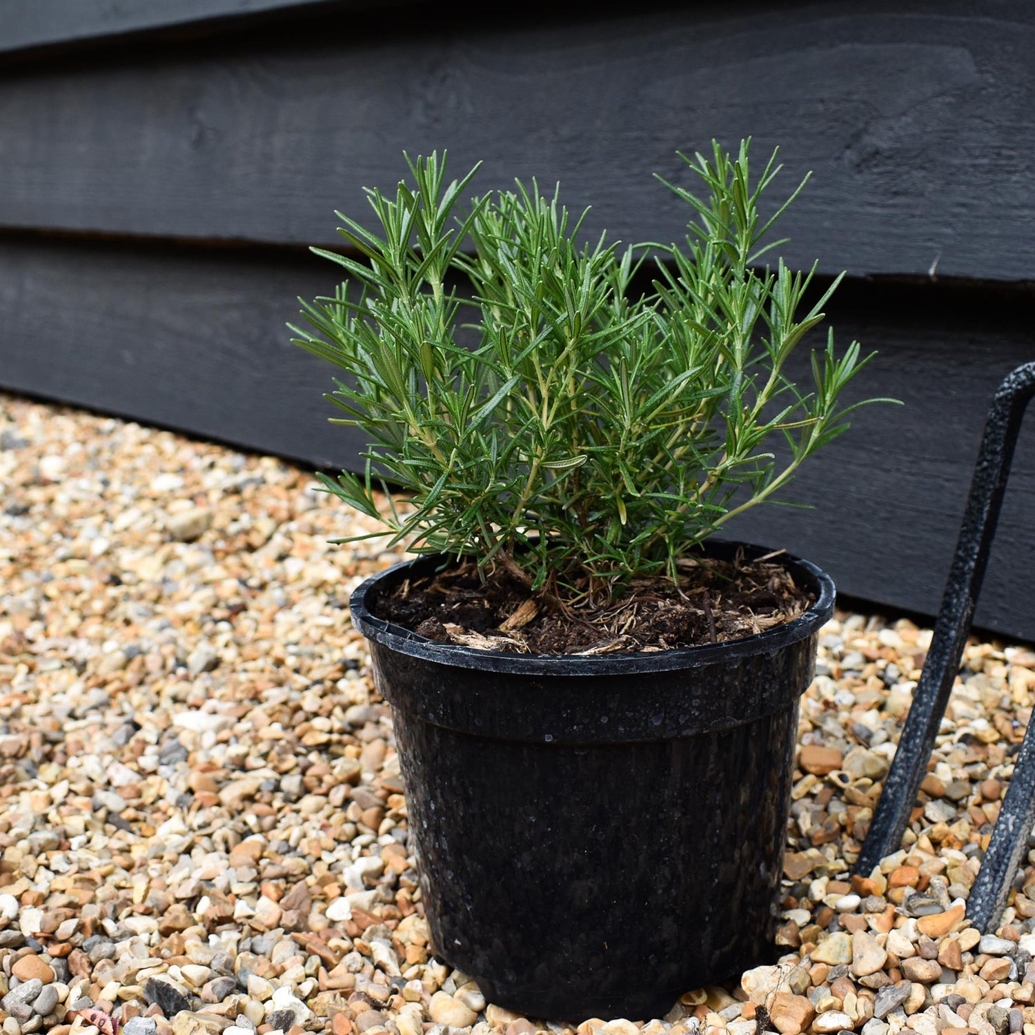 Rosemary | Rosmarinus Officinalis 'Tuscan Blue' - Height 15-25cm - Shrub - 2lt