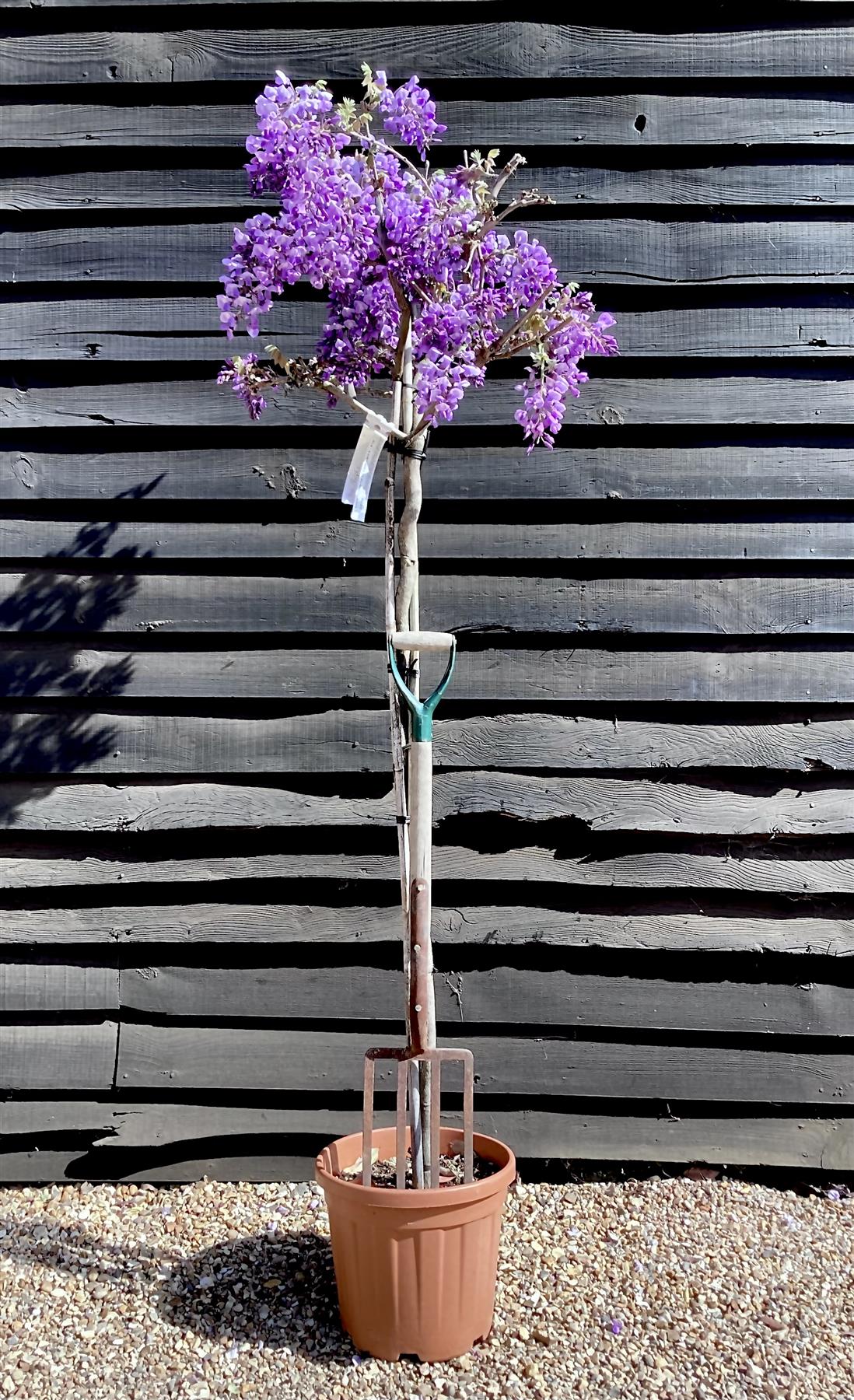 Wisteria brachybotrys 'Iko yama Fuji' Half Standard - Clear Stem - Girth 6-8cm - 140-160cm